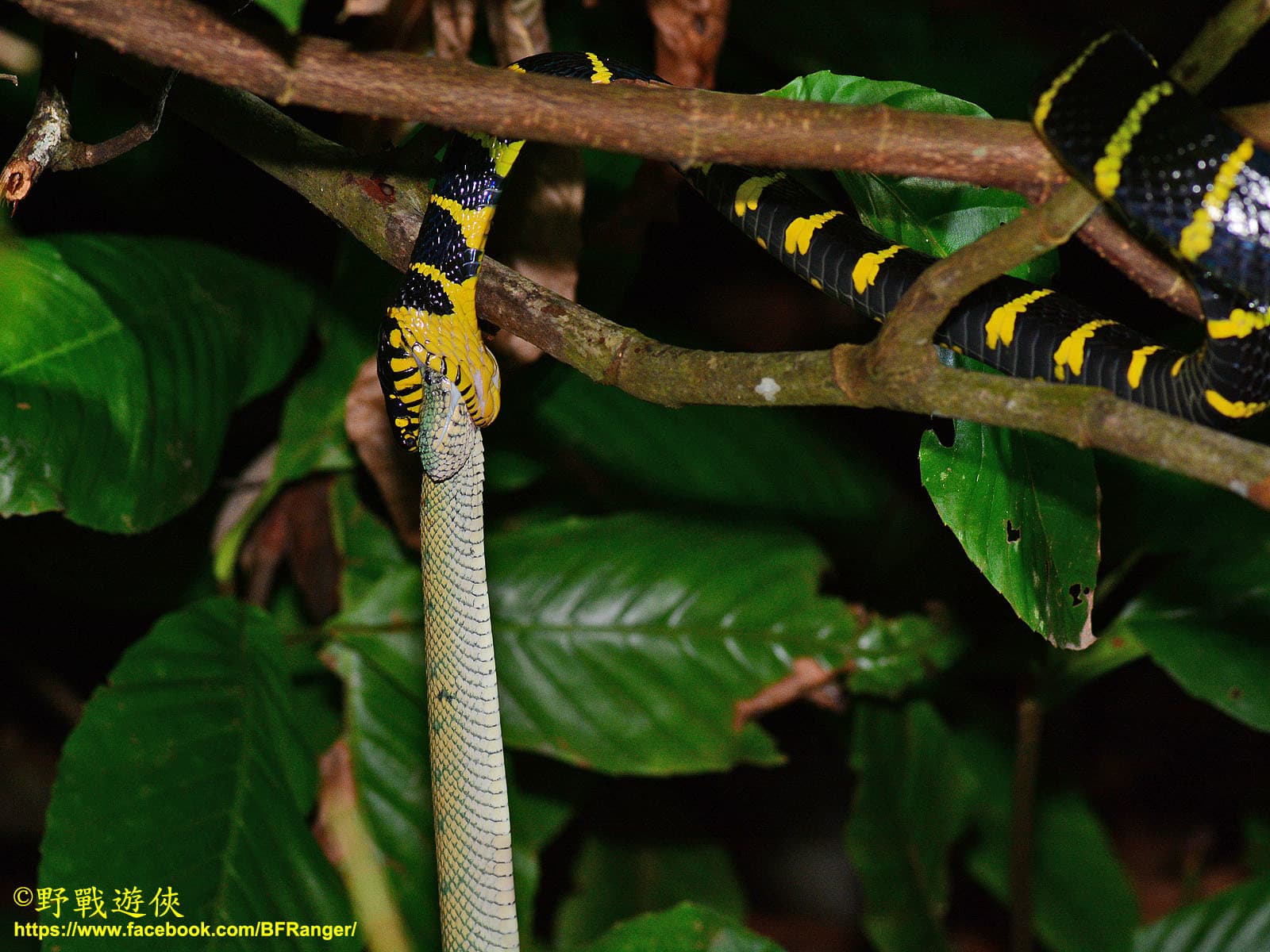 Representative mangrove snake Boiga dendrophila holding prey among rainforest branches