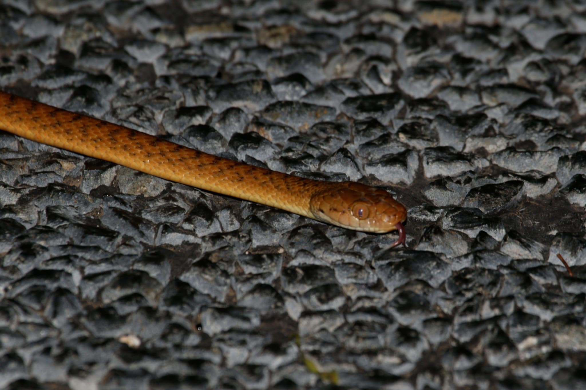 Representative brown tree snake Boiga irregularis moving across gravel at night