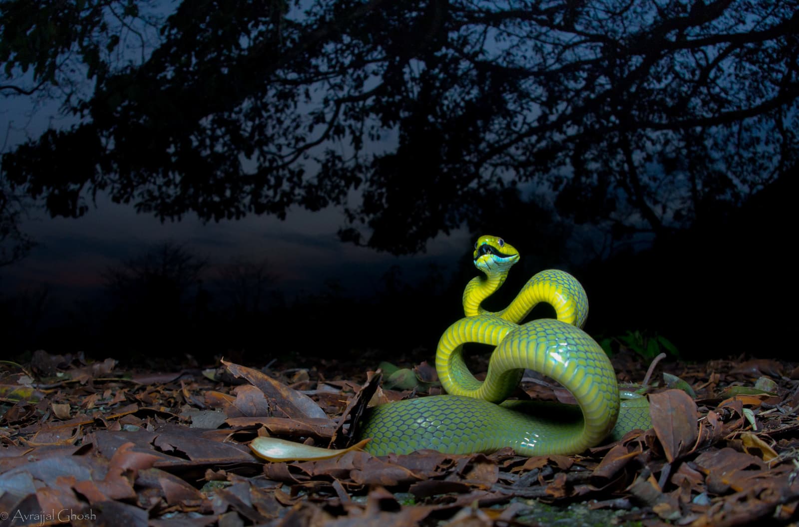 Cat Snake