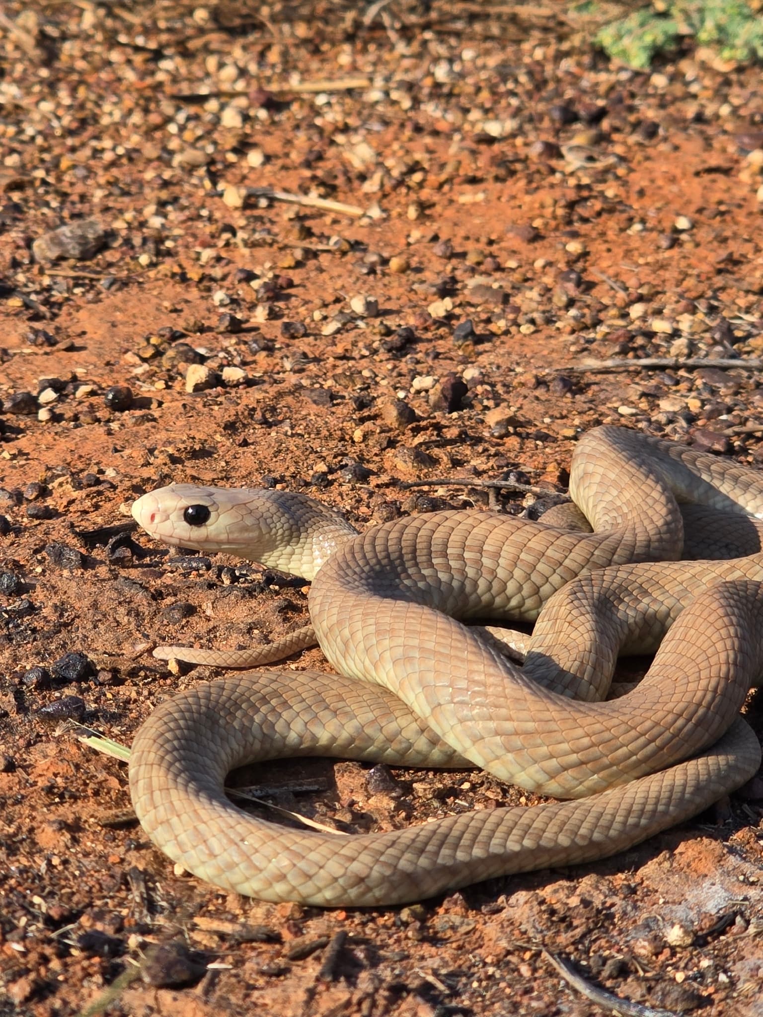 Central Ranges Taipan