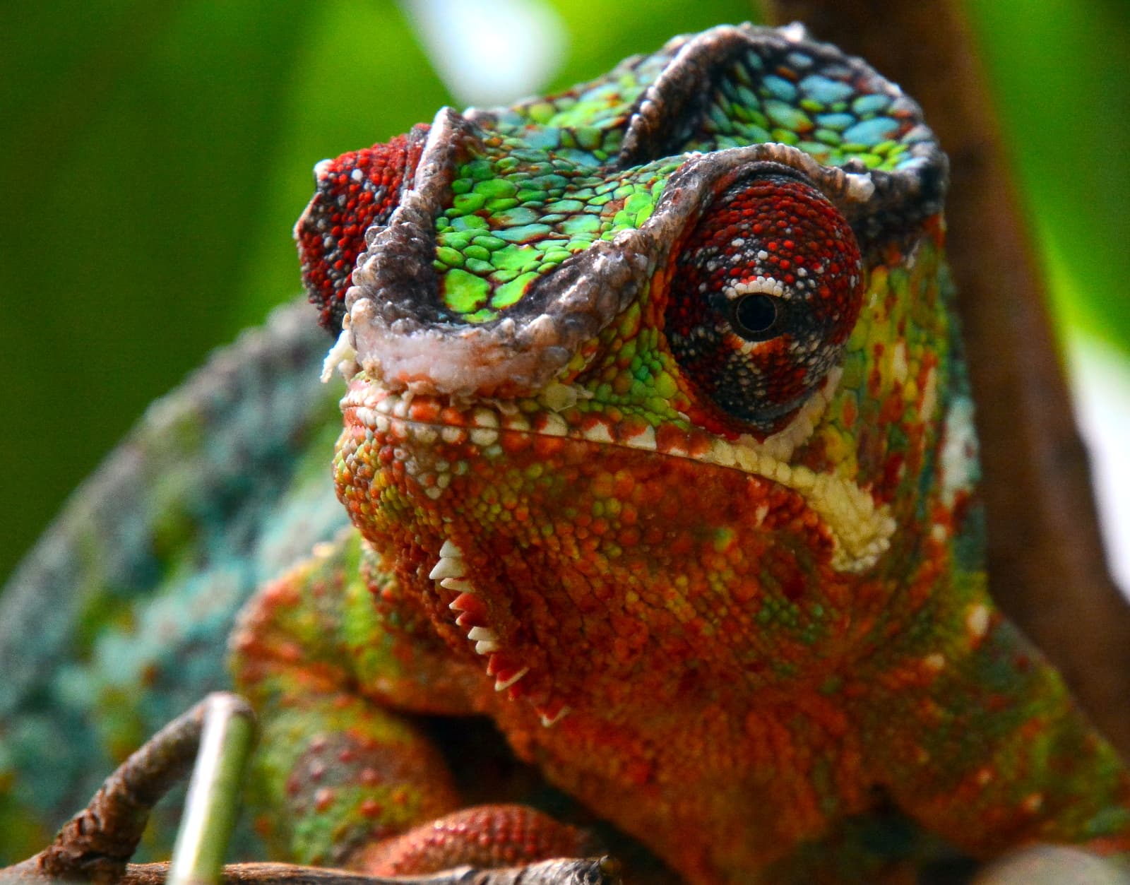 Chameleon