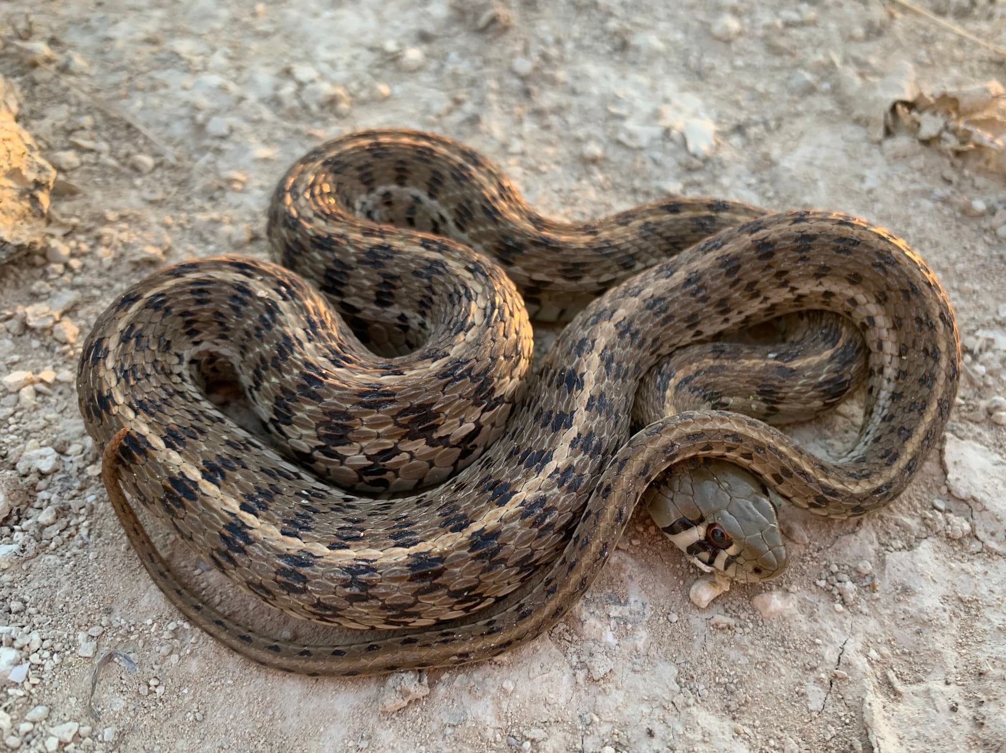 Checkered Garter Snake coiled on pale rocky ground