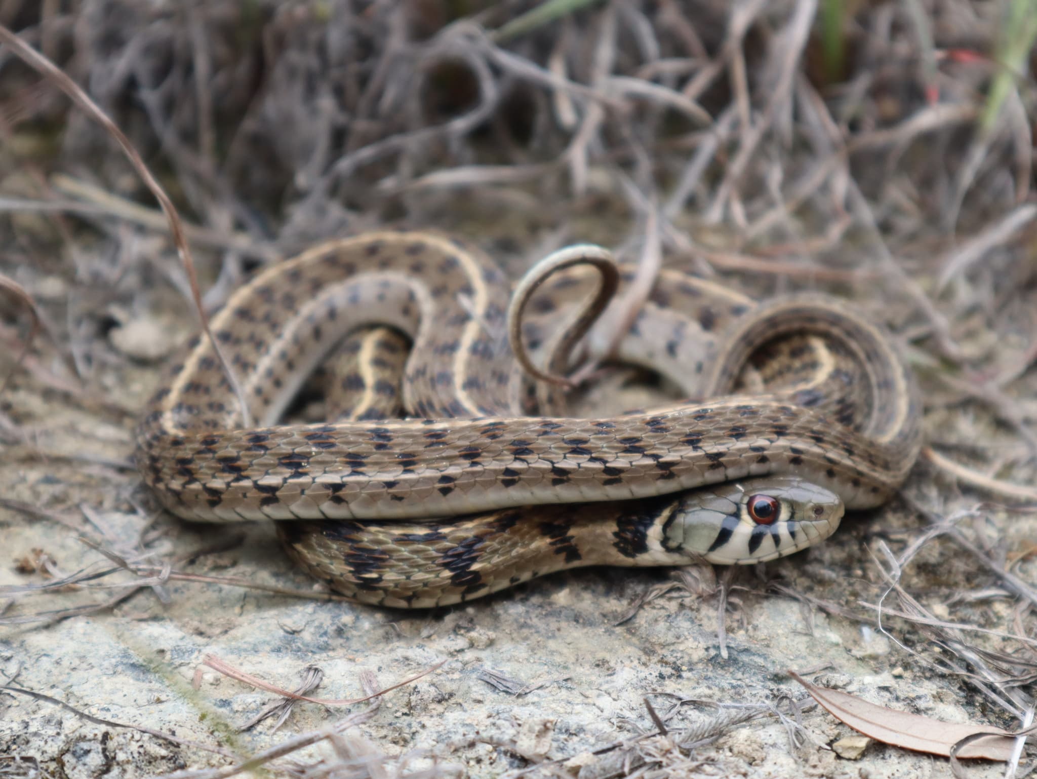 Checkered Garter Snake resting among dry grass and natural ground cover