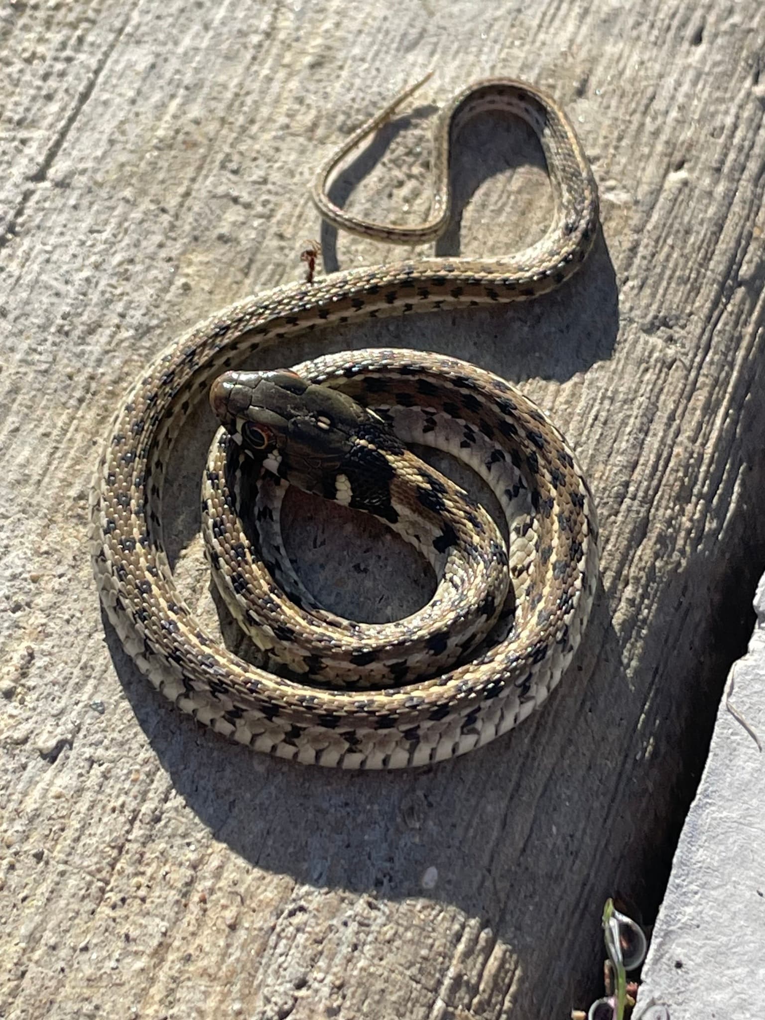 Checkered Garter Snake coiled in sunlight on weathered wood
