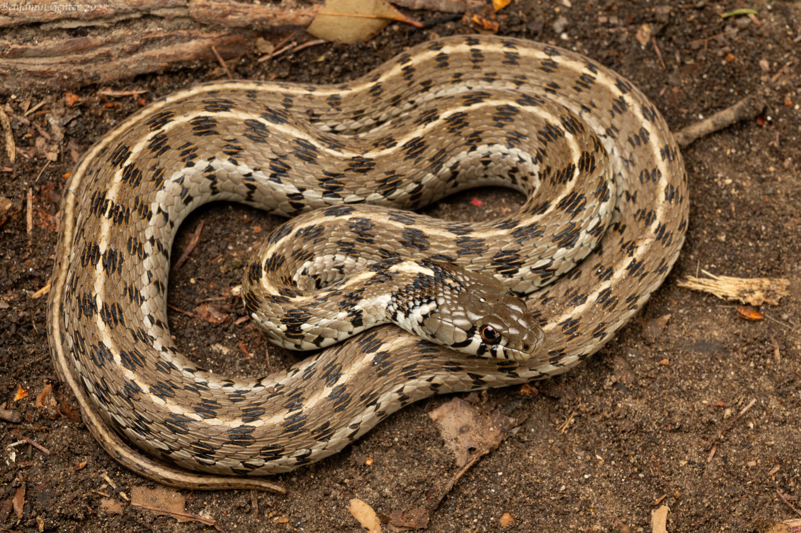 Checkered Garter Snake