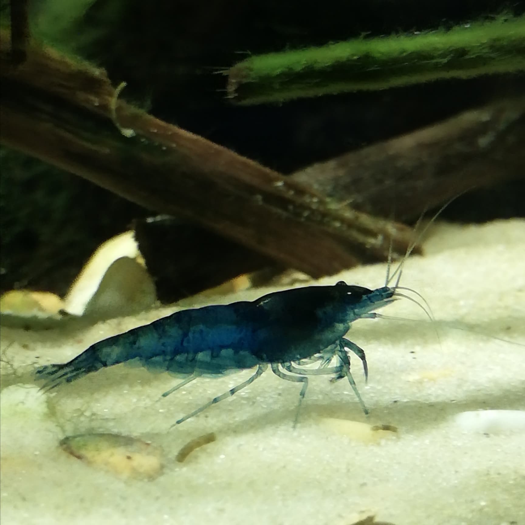 Cherry Shrimp