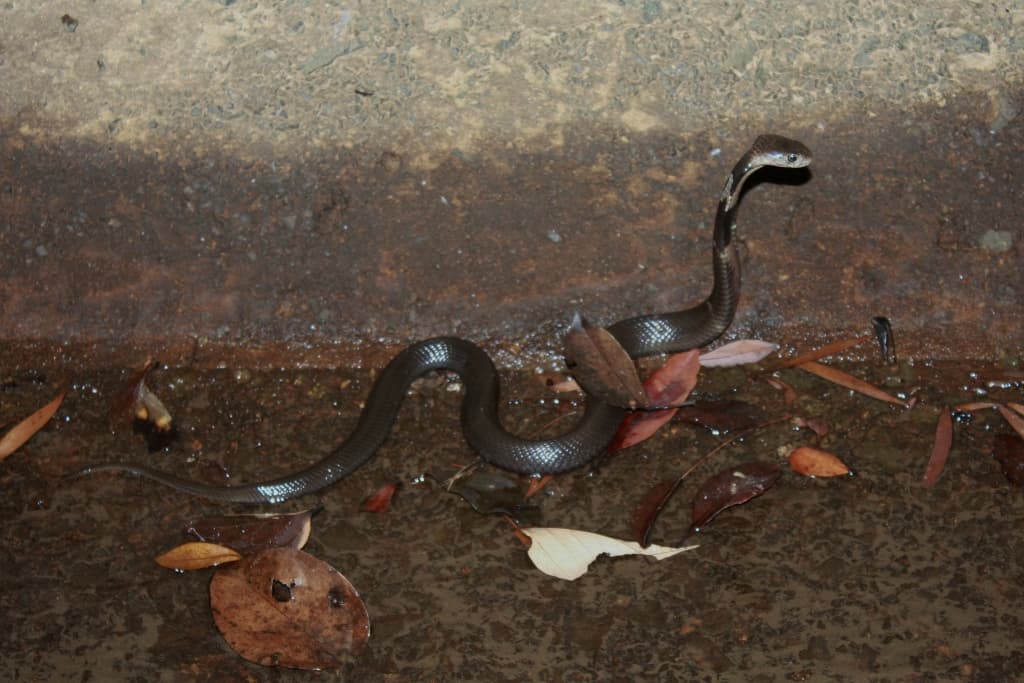 Chinese Cobra raising the front of its body on a wet leaf-strewn surface