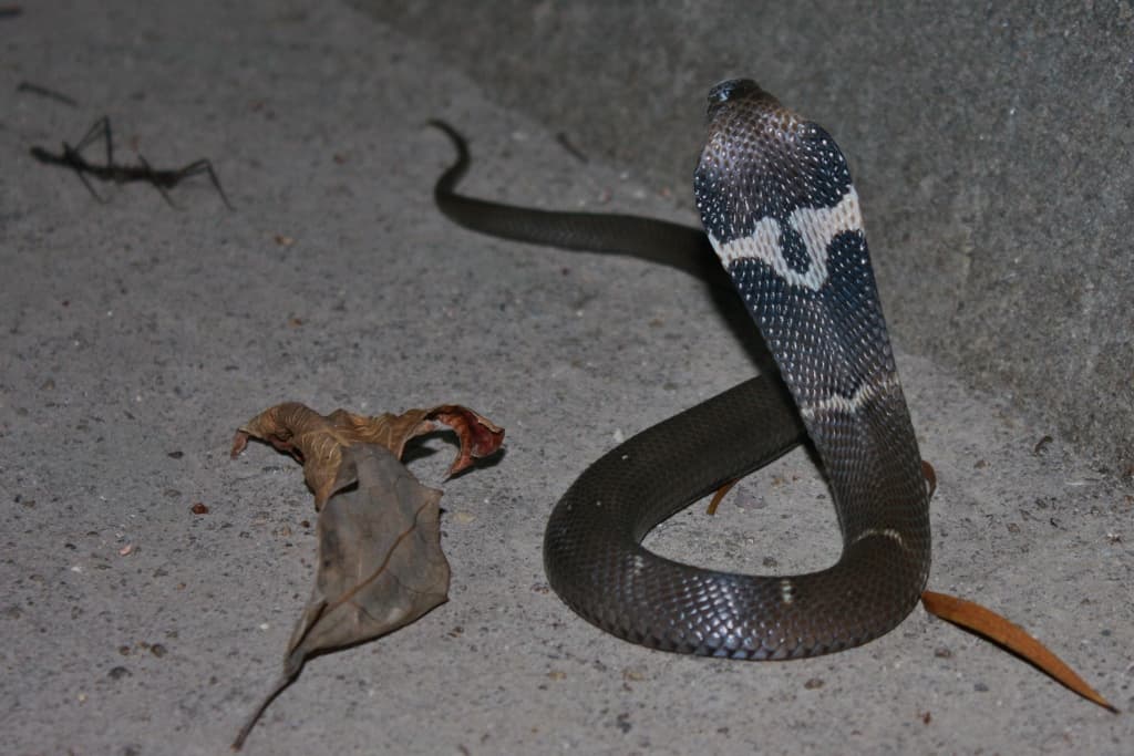 Chinese Cobra displaying the pale marking on the back of its expanded hood
