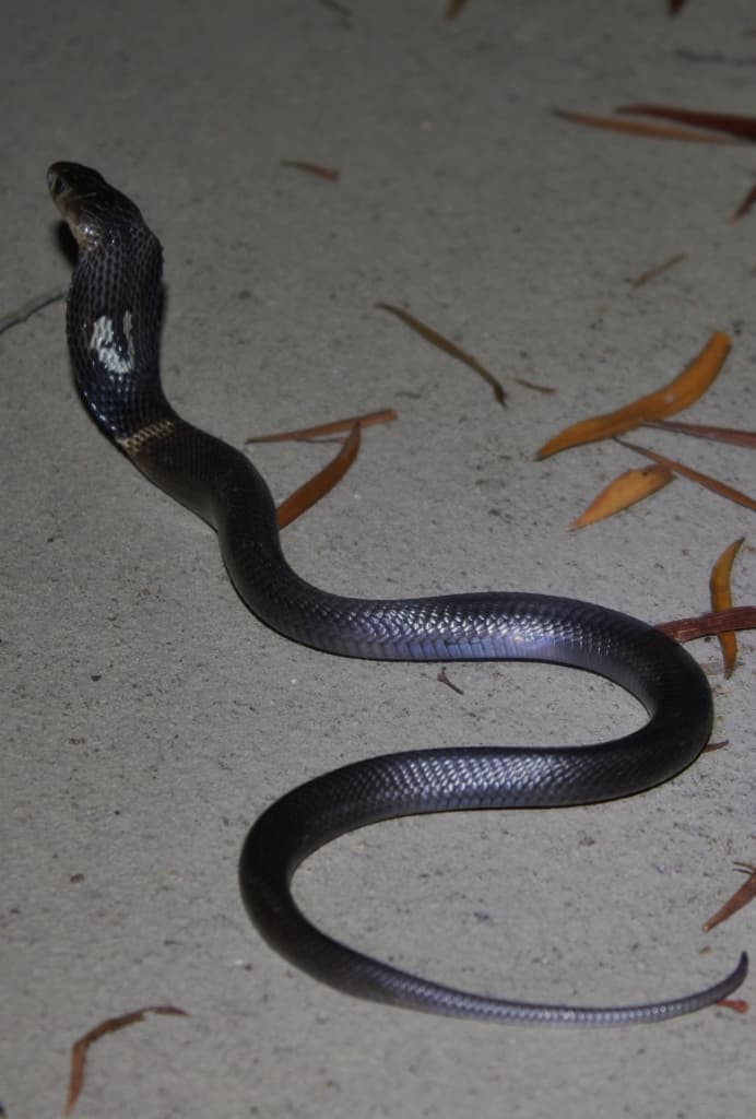 Juvenile Chinese Cobra with its forebody raised on a leaf-strewn surface