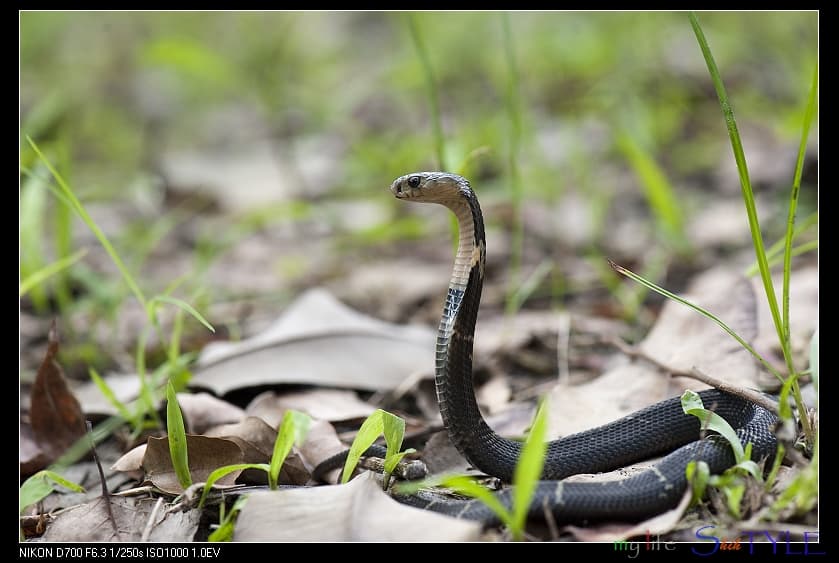 Chinese Cobra