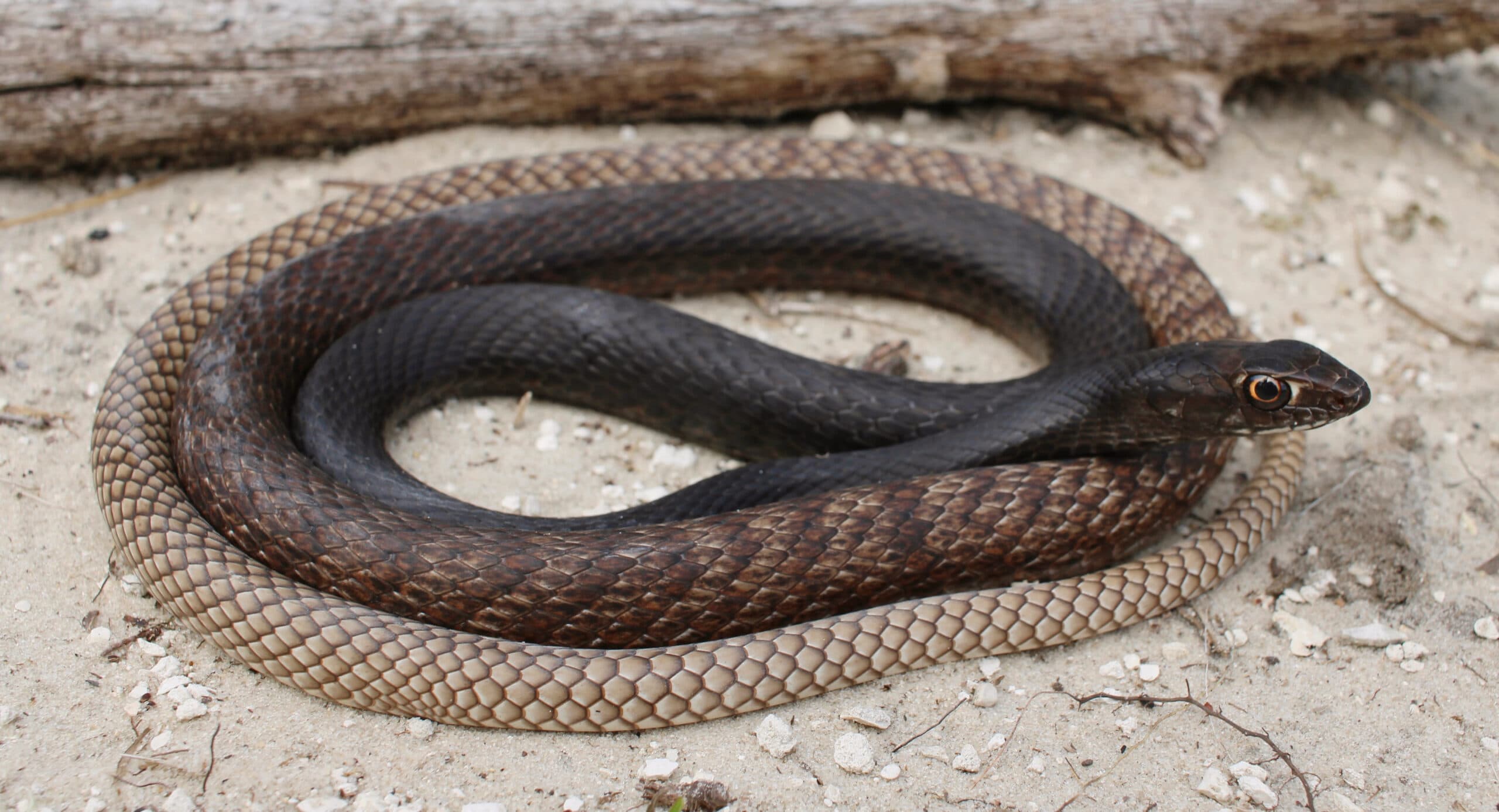 Coachwhip Snake