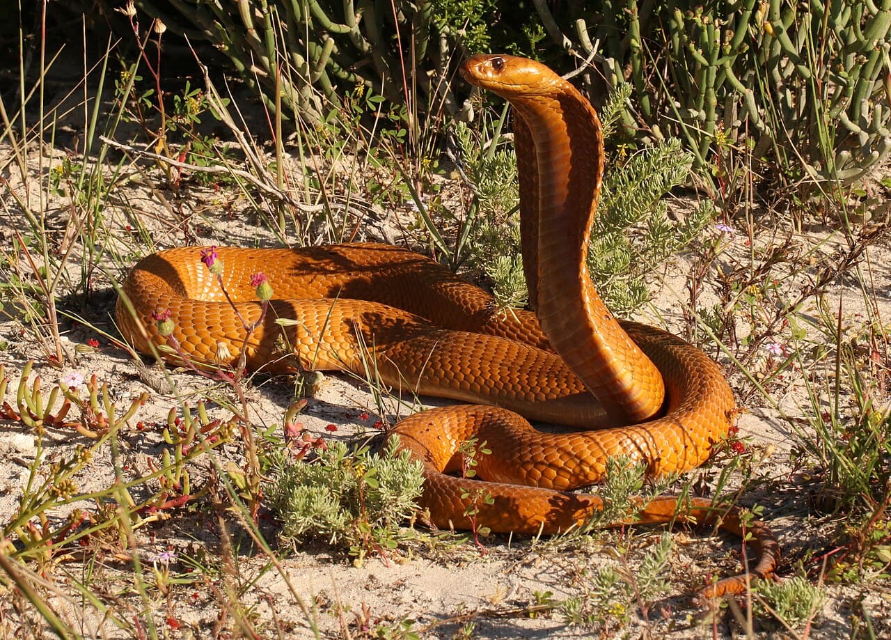 Cape Cobra raising its forebody among low vegetation on sandy ground