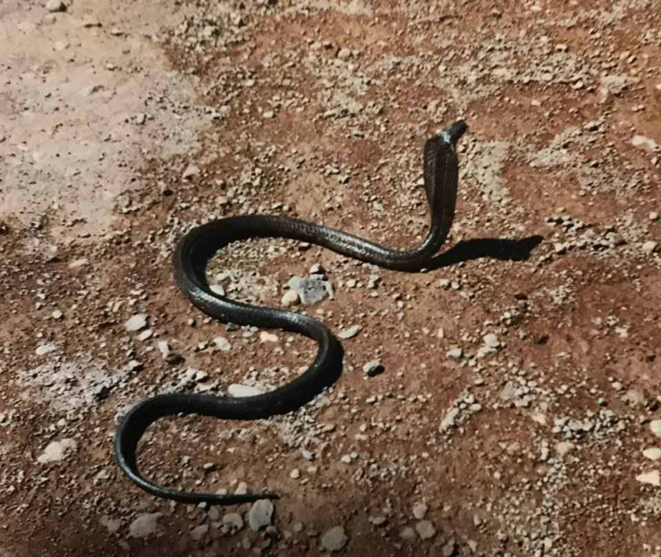 Wild Egyptian Cobra moving across rocky ground in Morocco