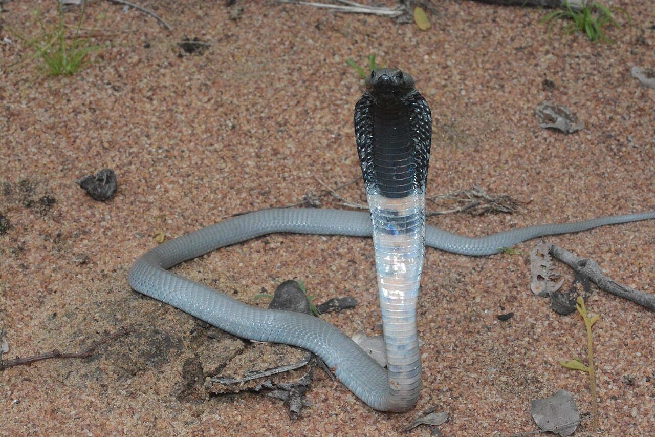 Black-necked Spitting Cobra with its hood raised on sandy ground