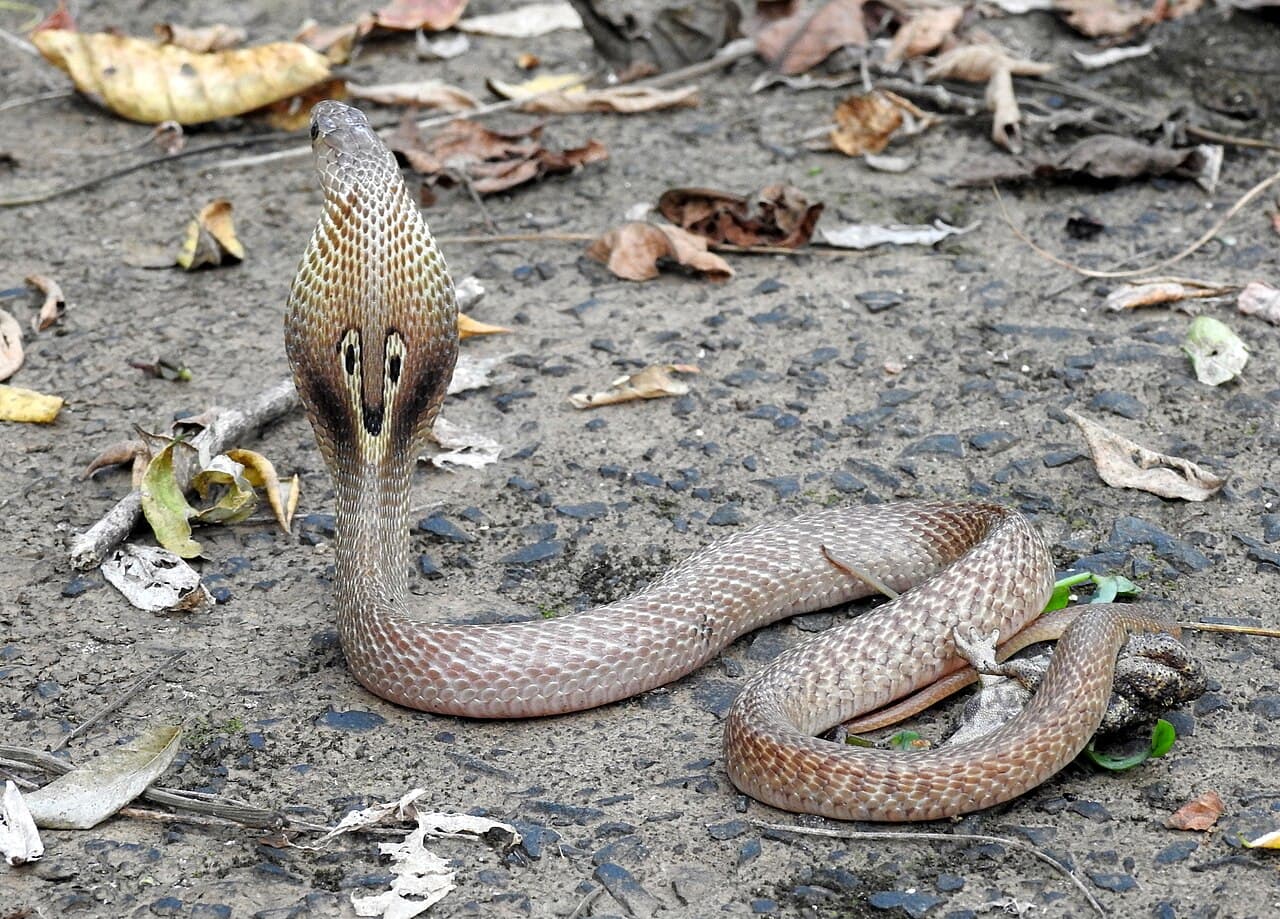Cobras