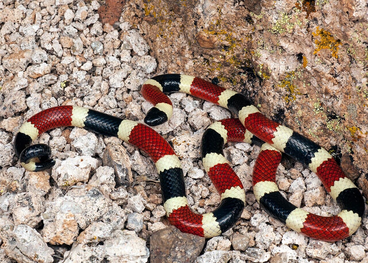 Coral Snake
