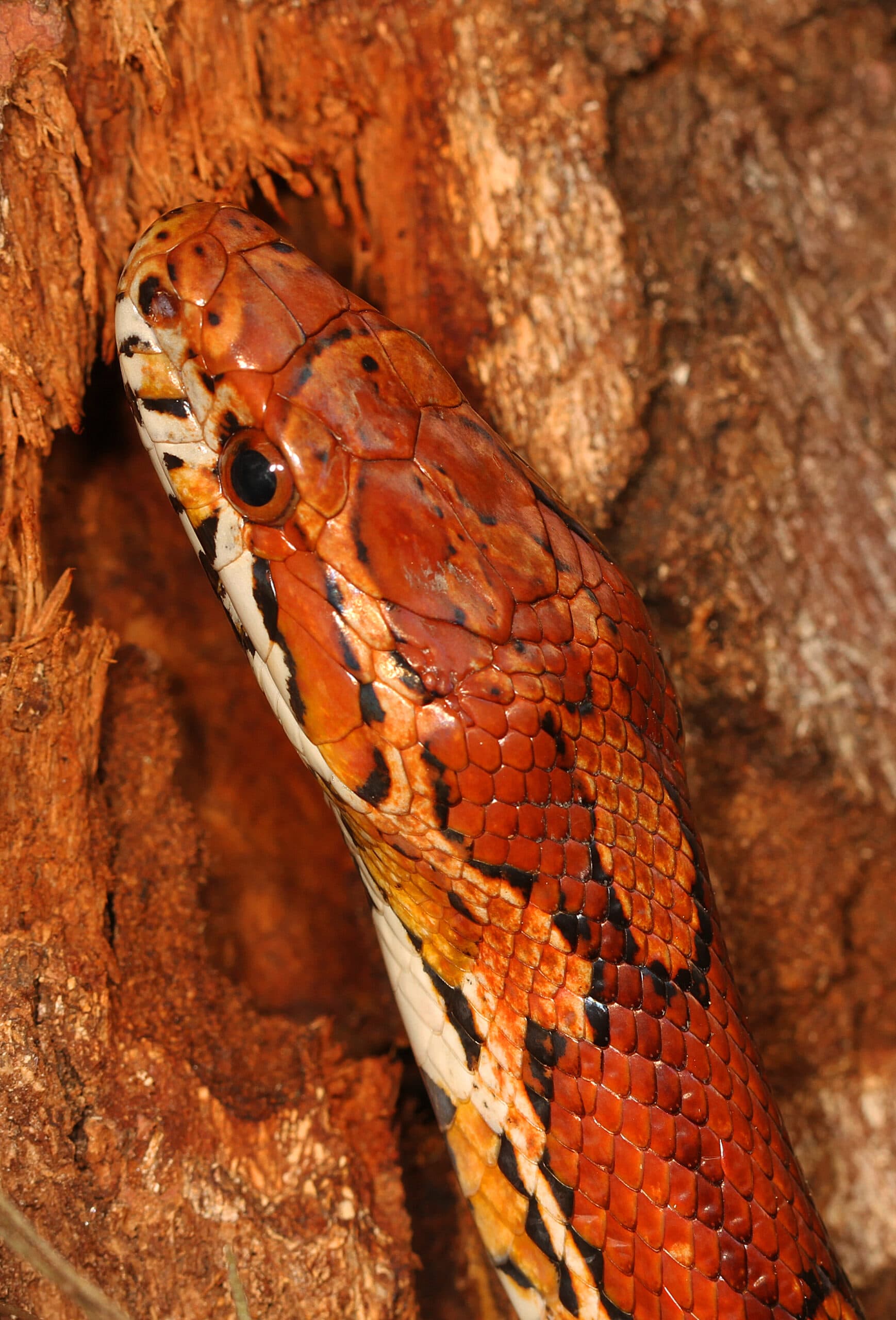 Close view of a wild Corn Snake head beside tree bark