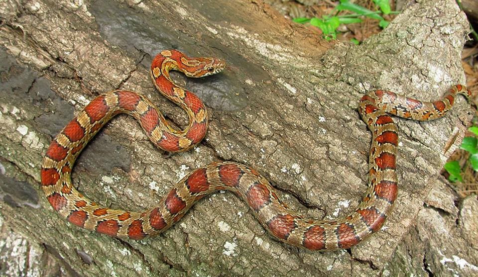 Adult Corn Snake stretched across rough tree bark
