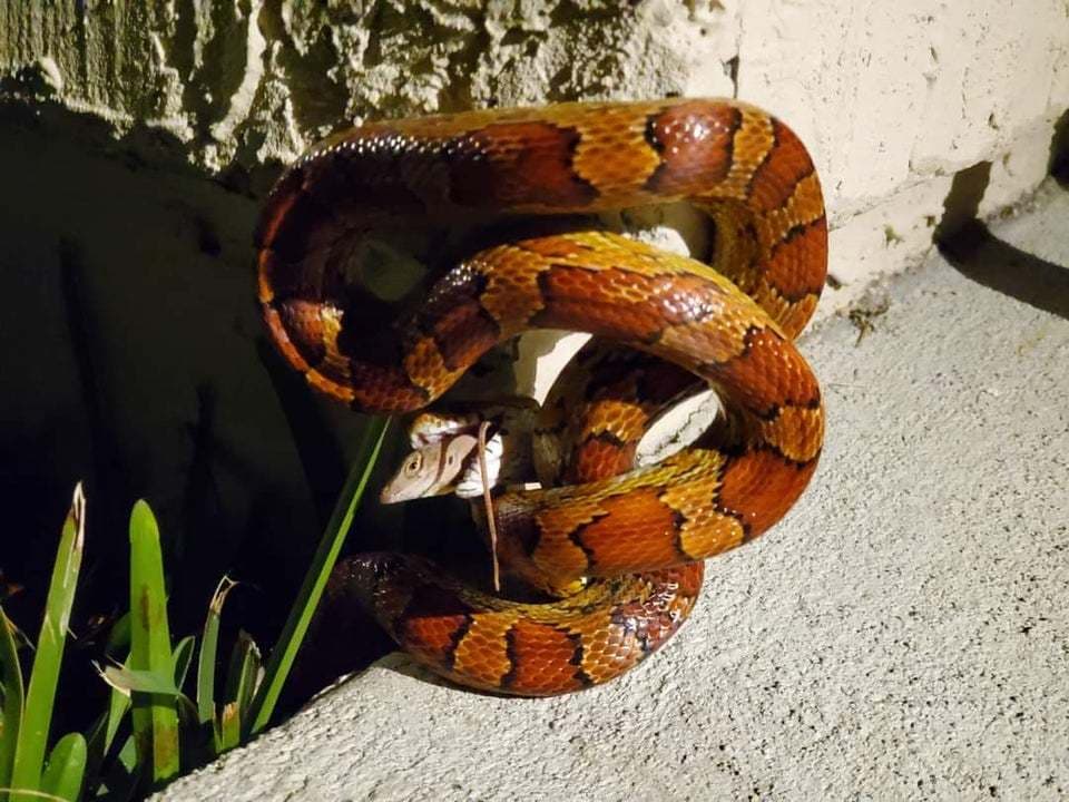 Corn Snake