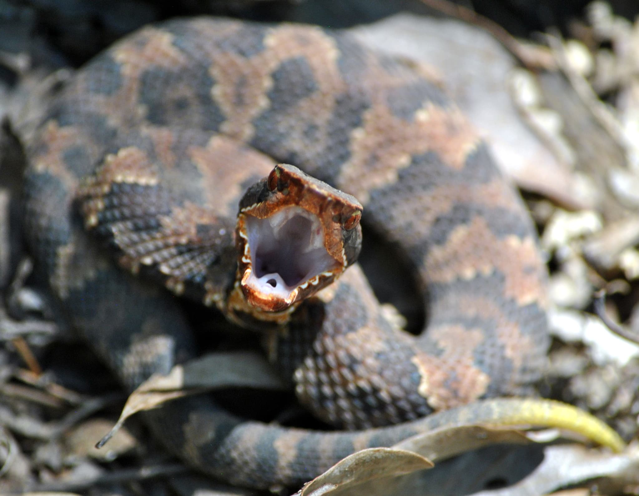 Cottonmouth