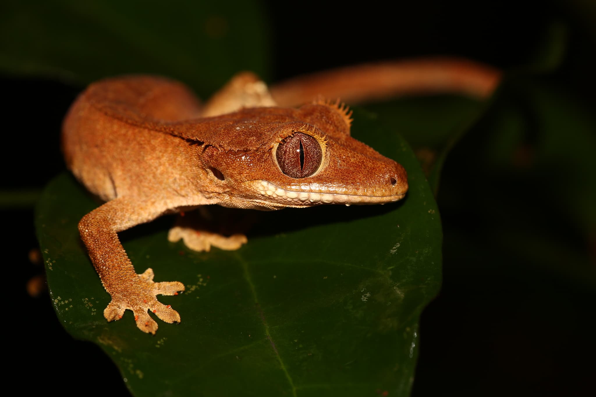 Crested Gecko