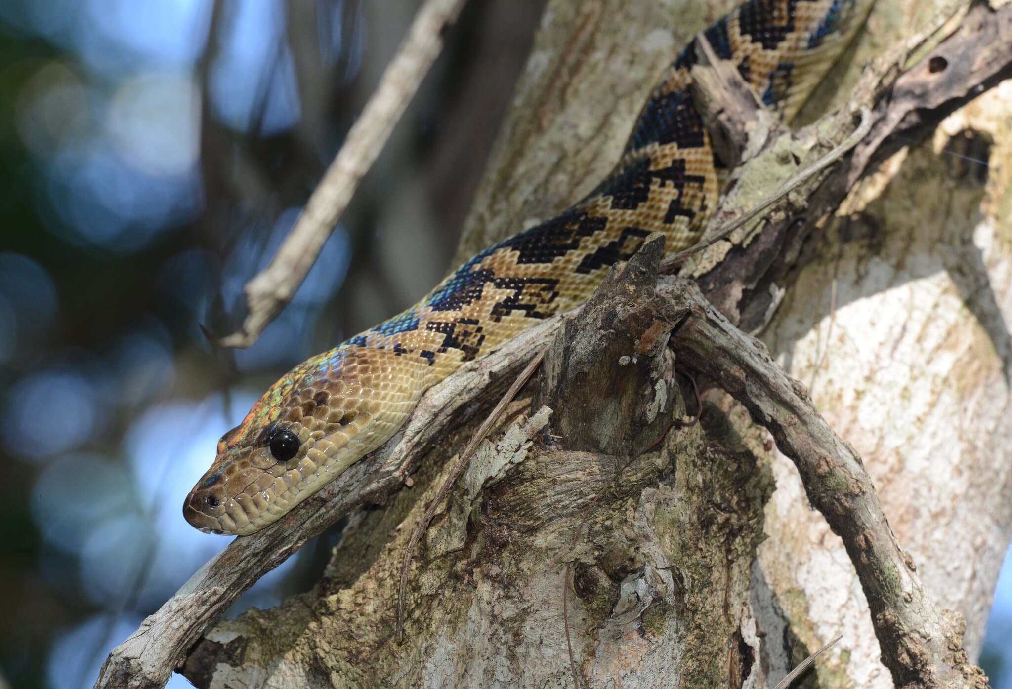 Cuban Boa