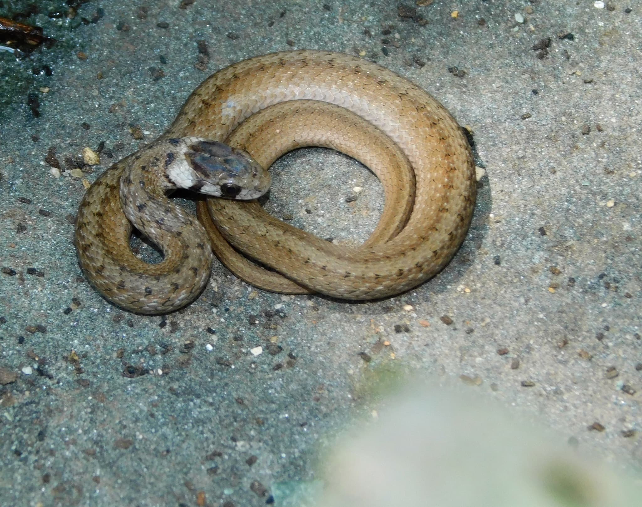 DeKay's brown snake Storeria dekayi coiled in dry leaves and grass