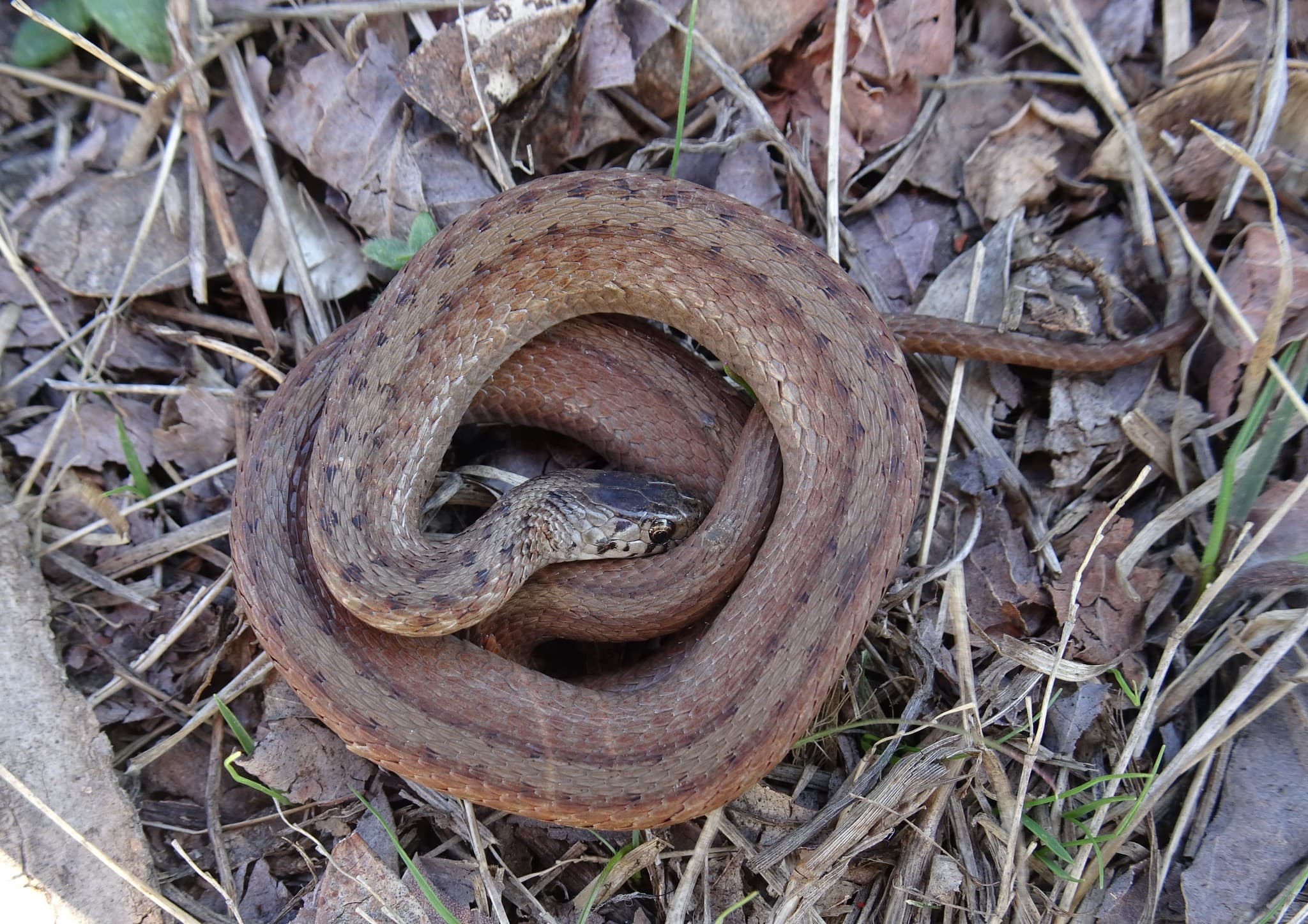 Reddish DeKay's brown snake Storeria dekayi coiled on woodland leaf litter