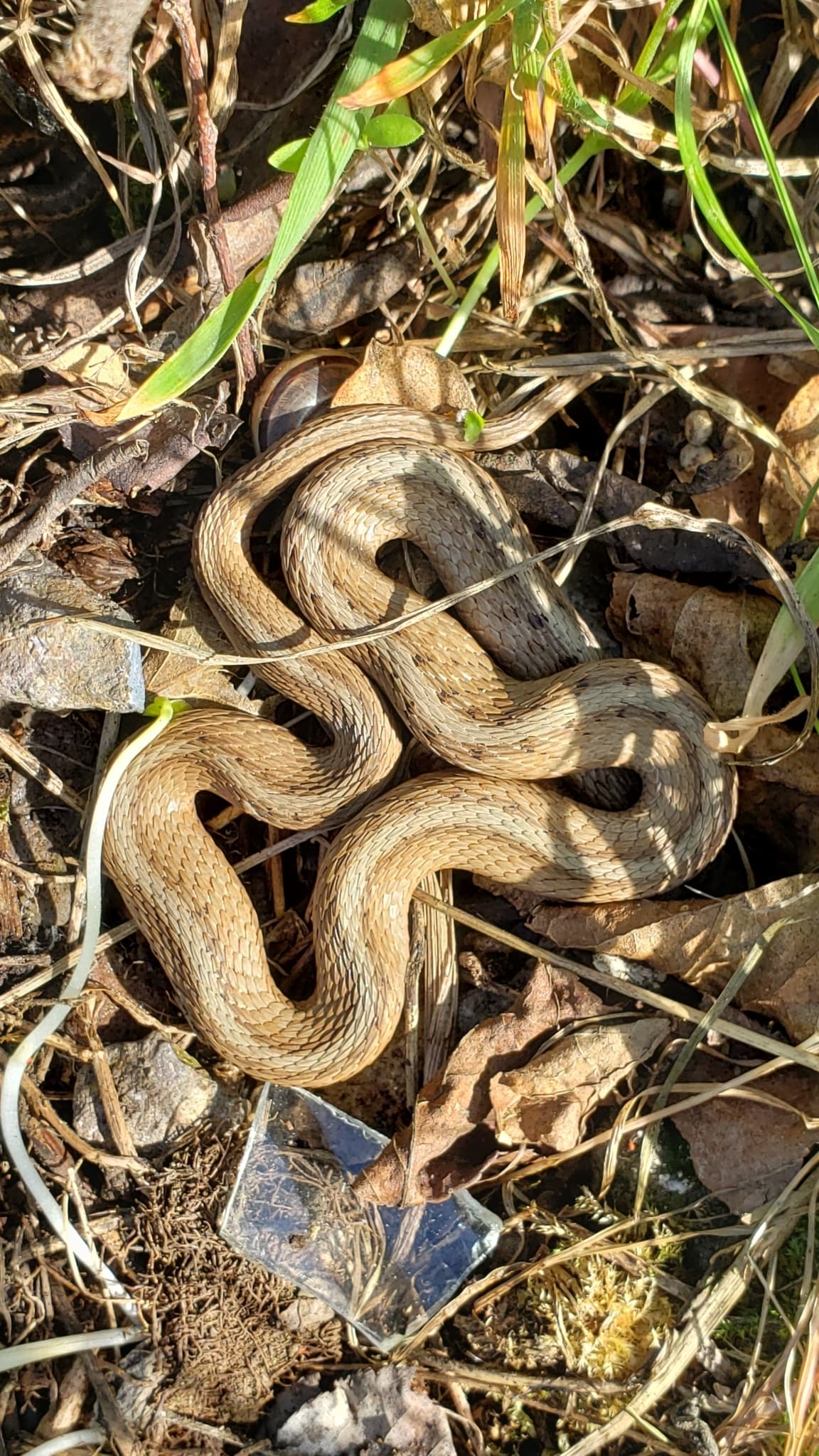 DeKay's Brown Snake