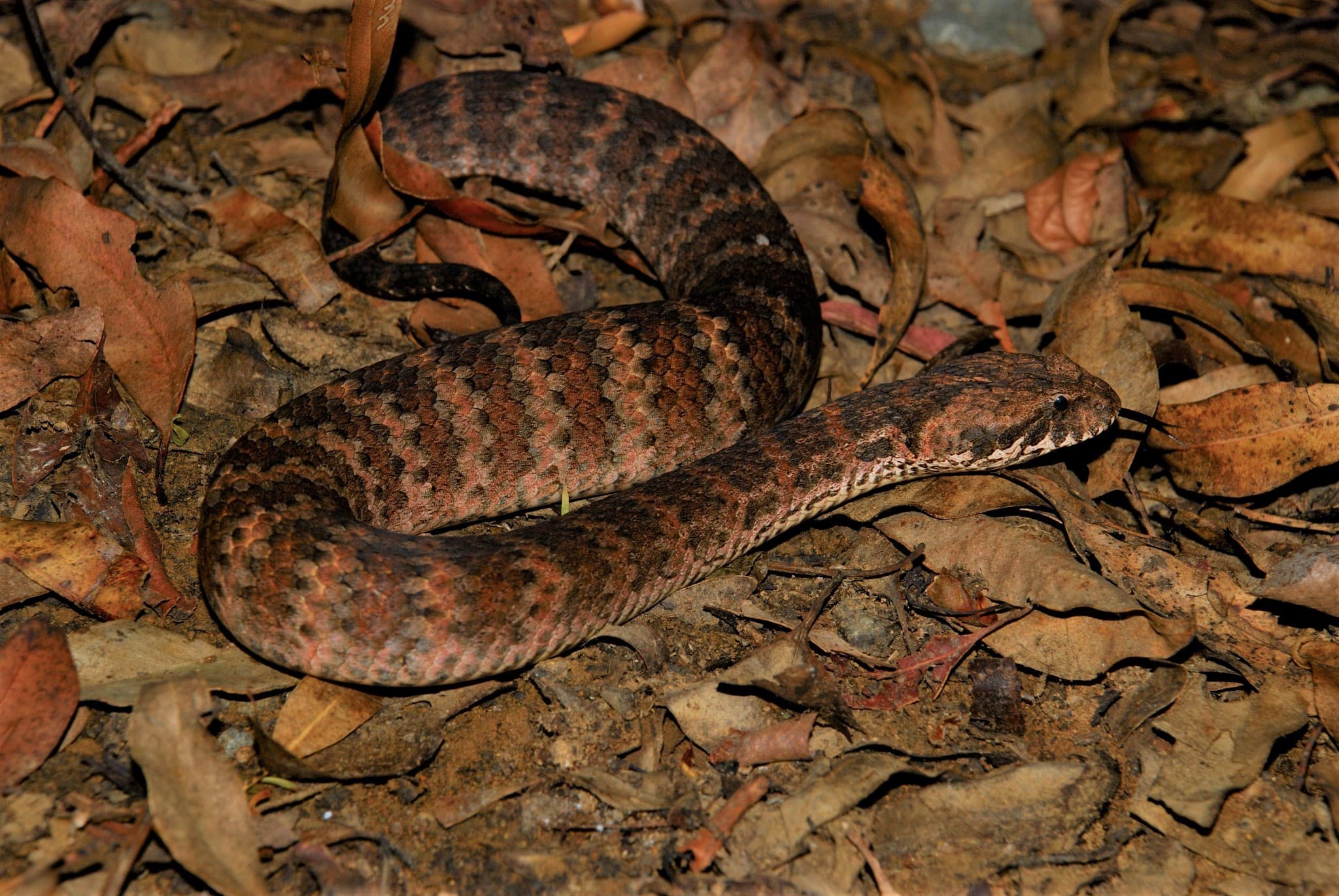 Mottled Common Death Adder Acanthophis antarcticus on forest leaf litter in Queensland