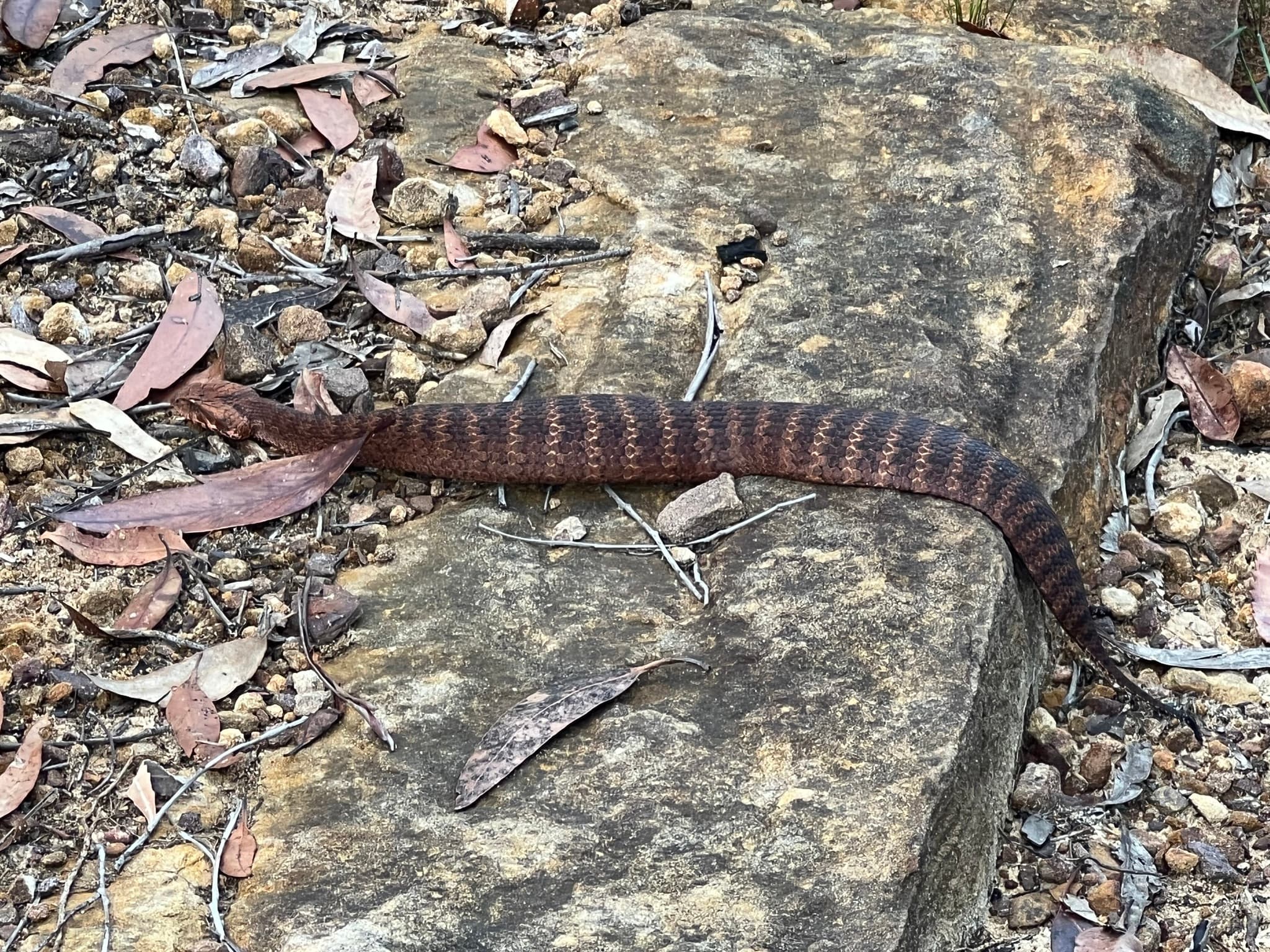 Banded Common Death Adder Acanthophis antarcticus crossing rock and leaf litter in New South Wales