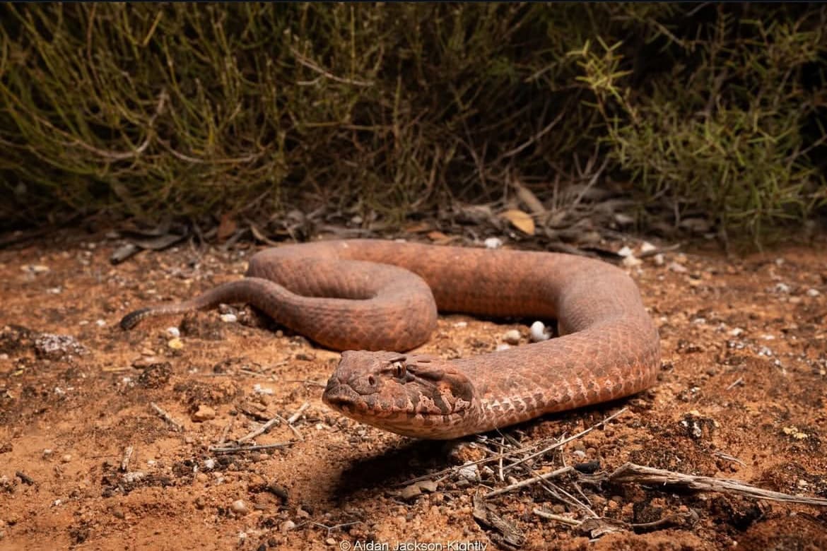 Common Death Adder