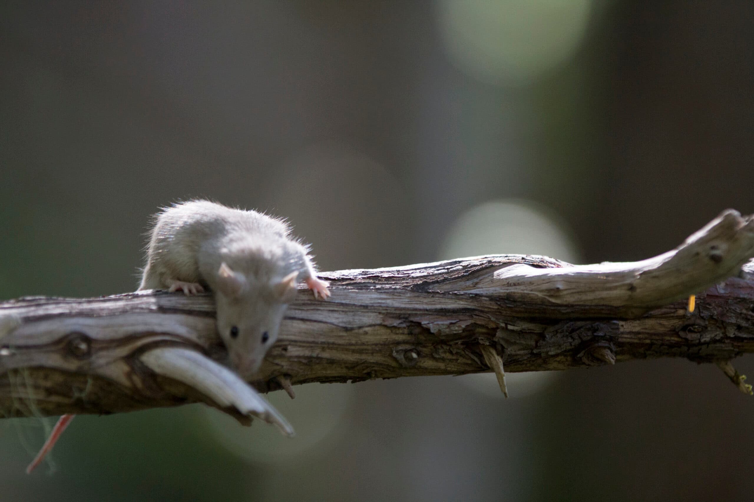 Deer Mouse