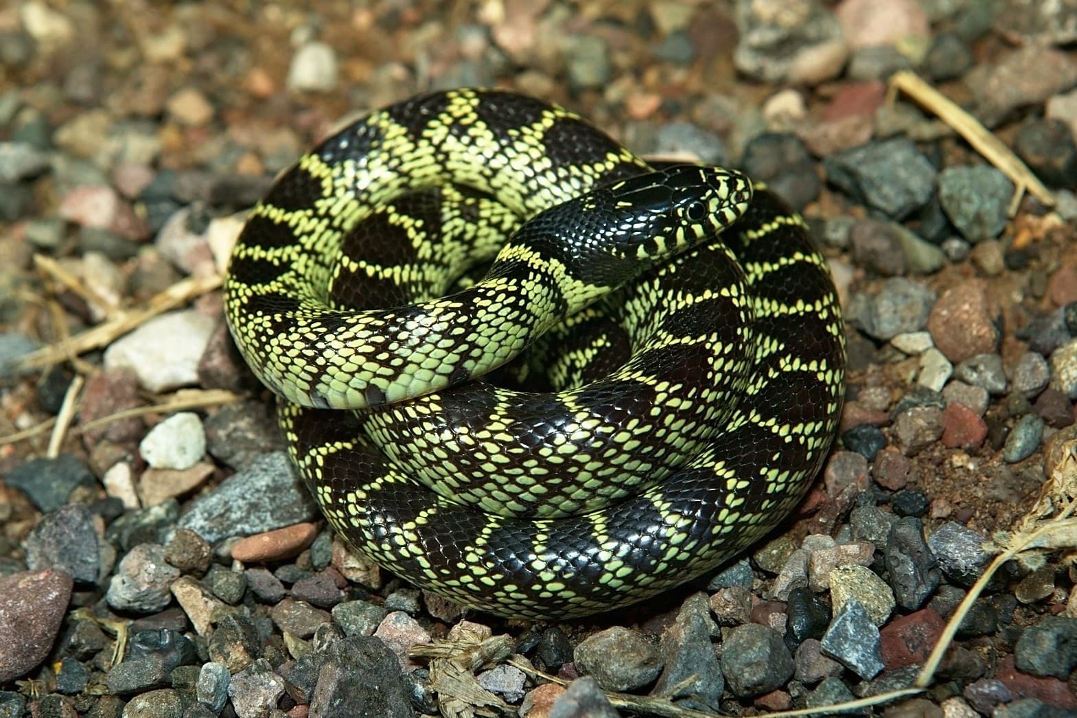 Desert Kingsnake