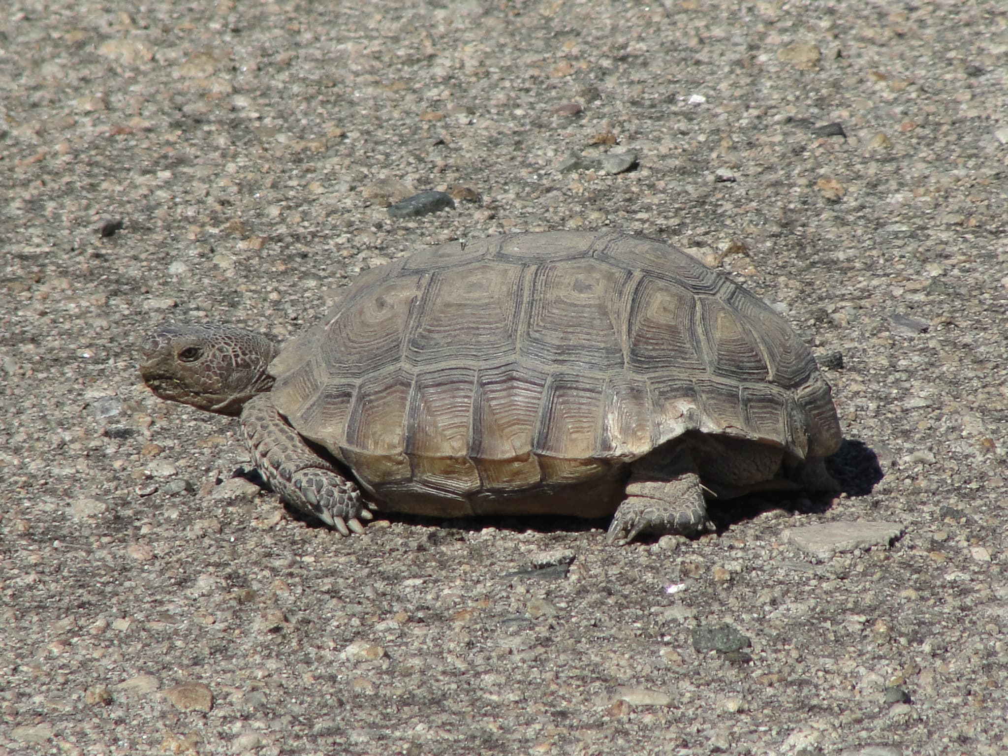 Mojave Desert Tortoise