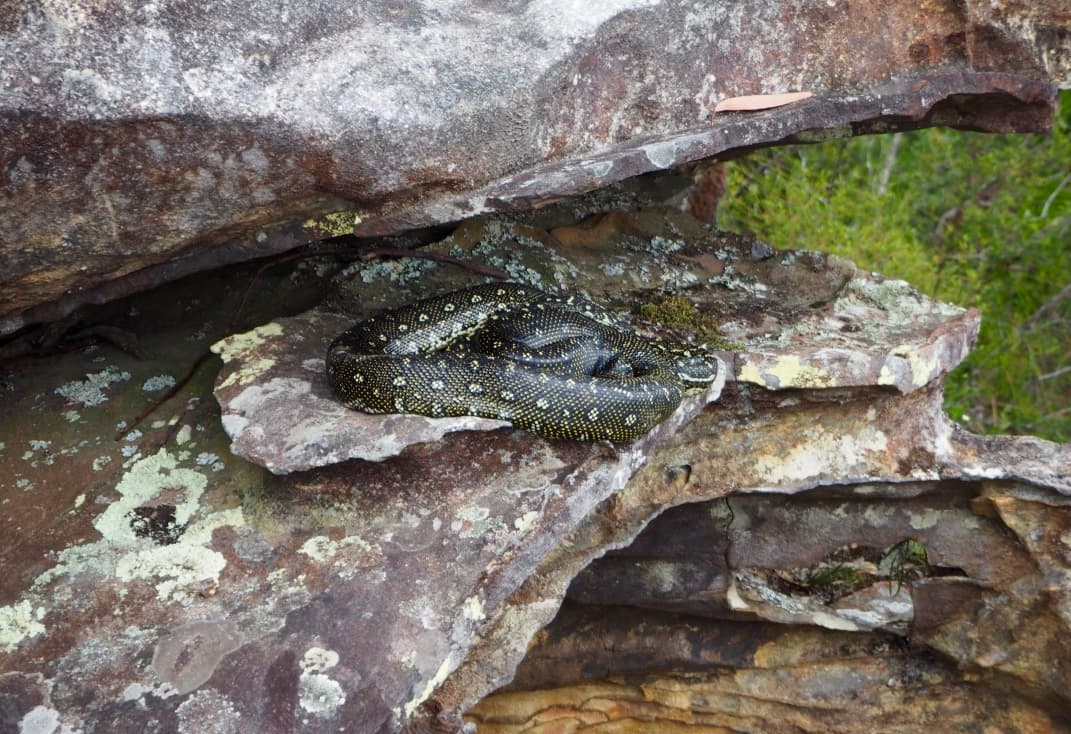 Wild Diamond Python Morelia spilota spilota coiled among natural sandstone rocks in New South Wales