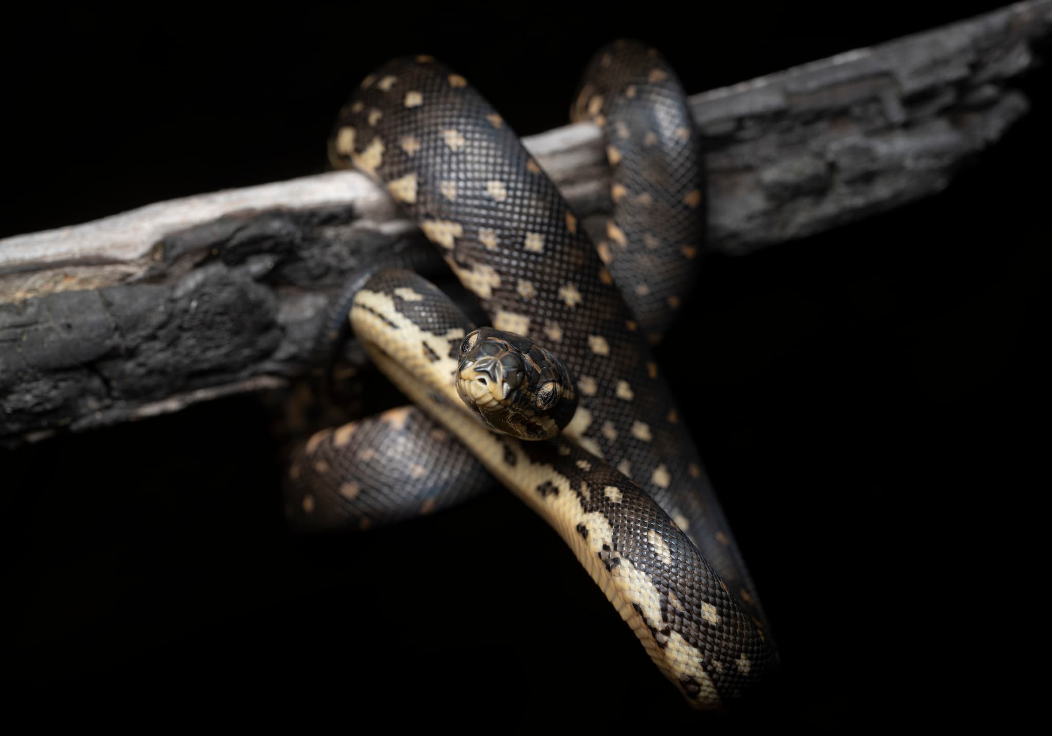 Wild Diamond Python Morelia spilota spilota climbing a tree branch at night in New South Wales