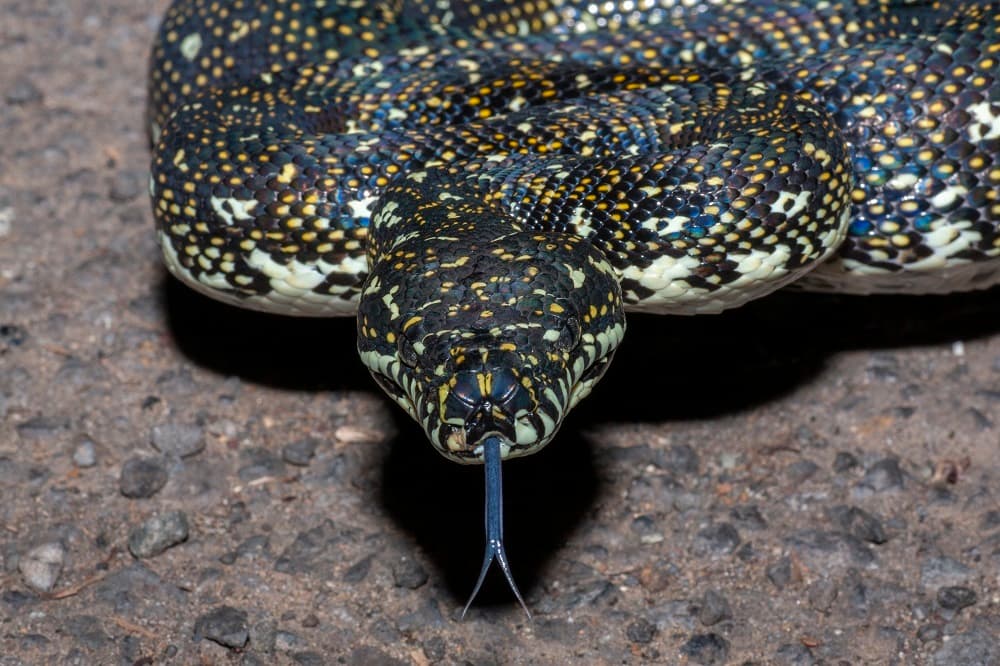 Diamond Python