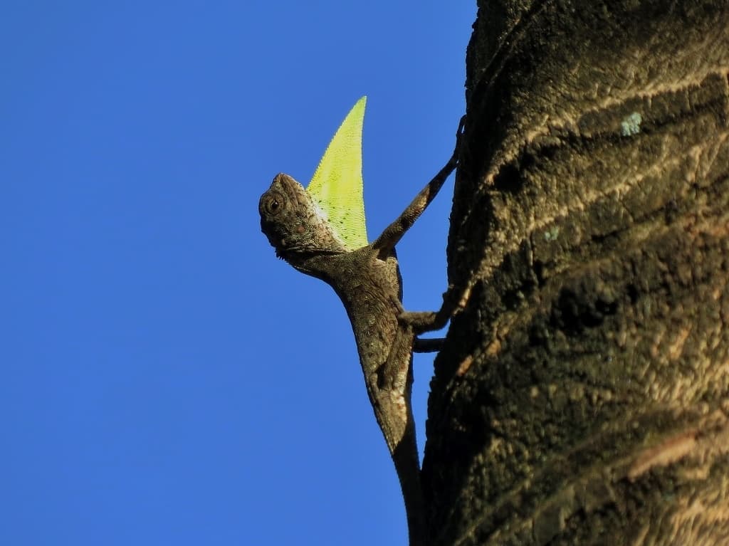 Javan Flying Dragon