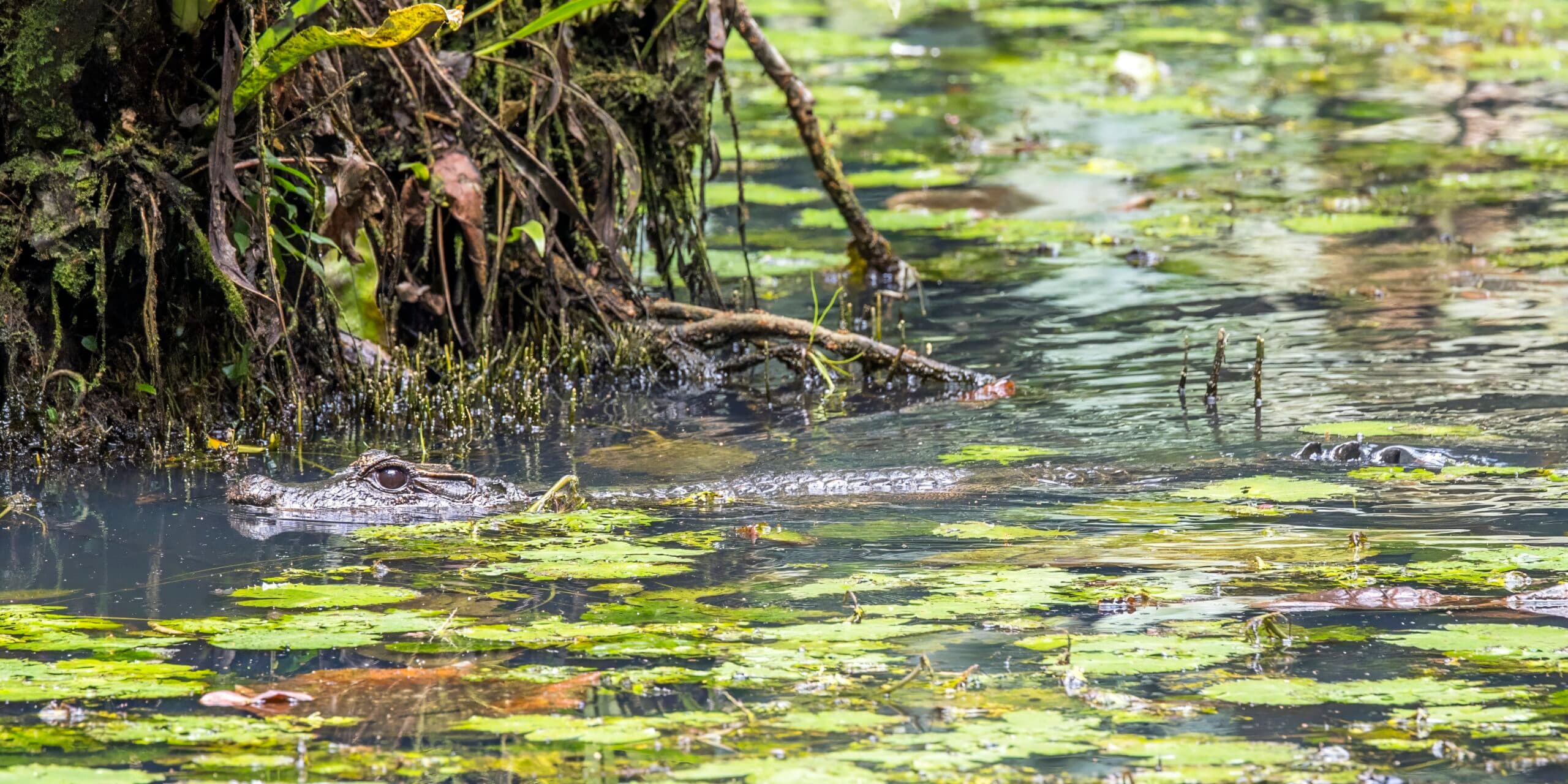 Dwarf Crocodile