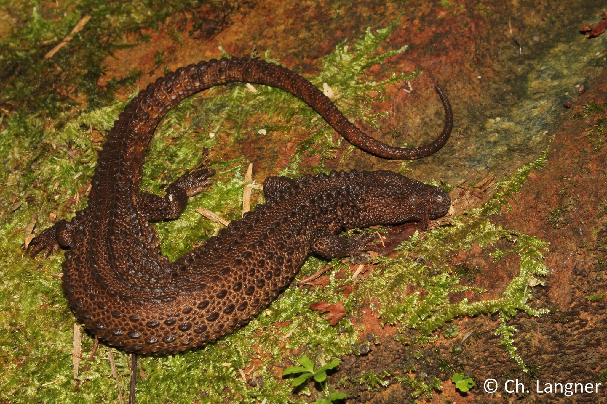Bornean Earless Monitor Lanthanotus borneensis resting on wet moss and natural rainforest substrate
