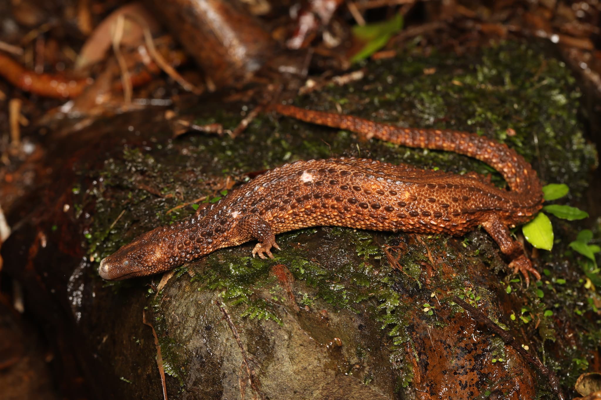 Bornean Earless Monitor