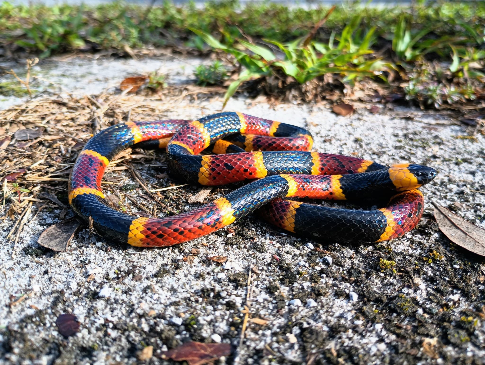 Eastern Coral Snake coiled on sandy ground in Polk County, Florida