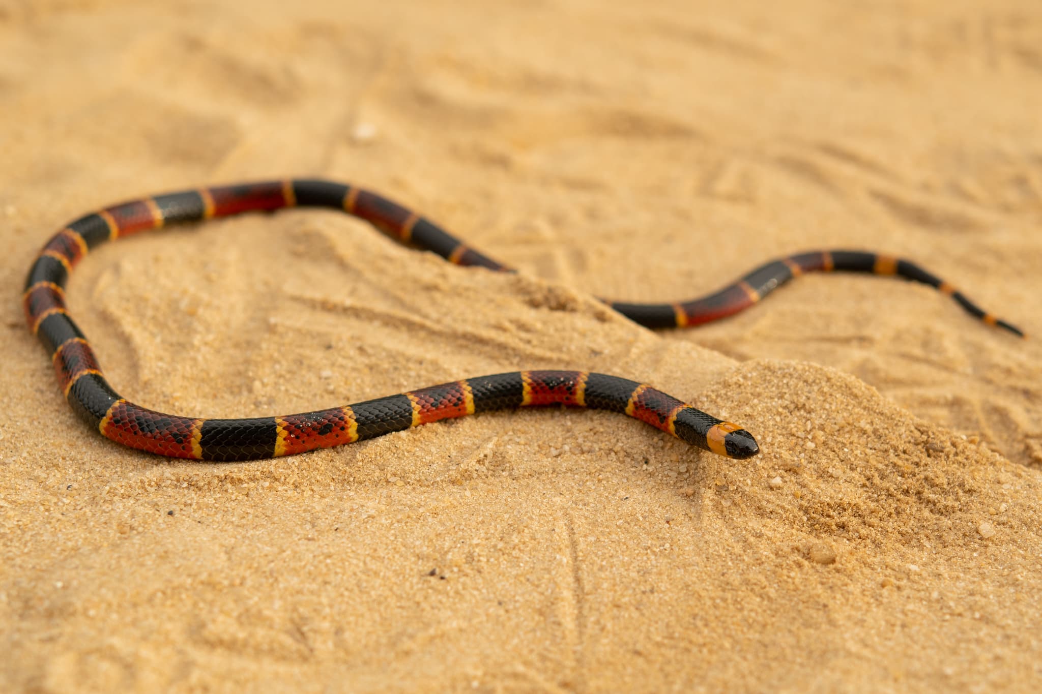 Eastern Coral Snake moving across pale sand in Putnam County, Florida