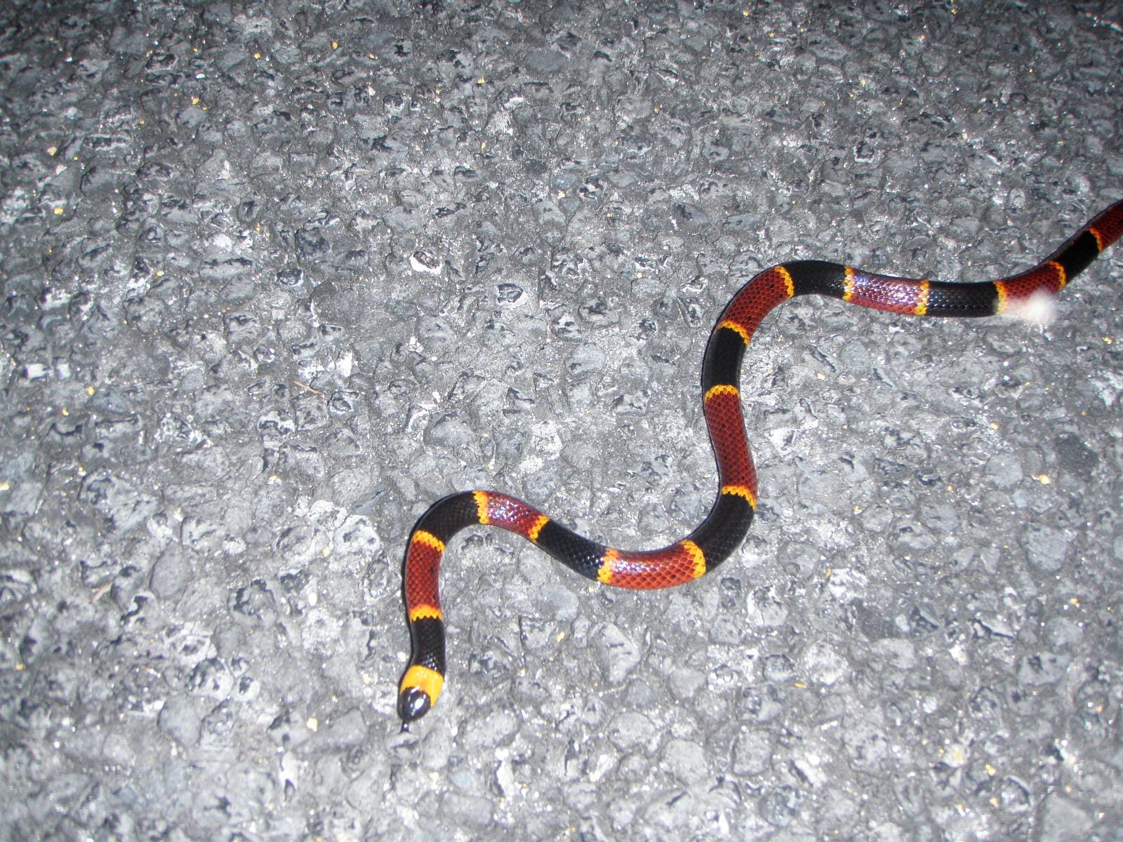Eastern Coral Snake