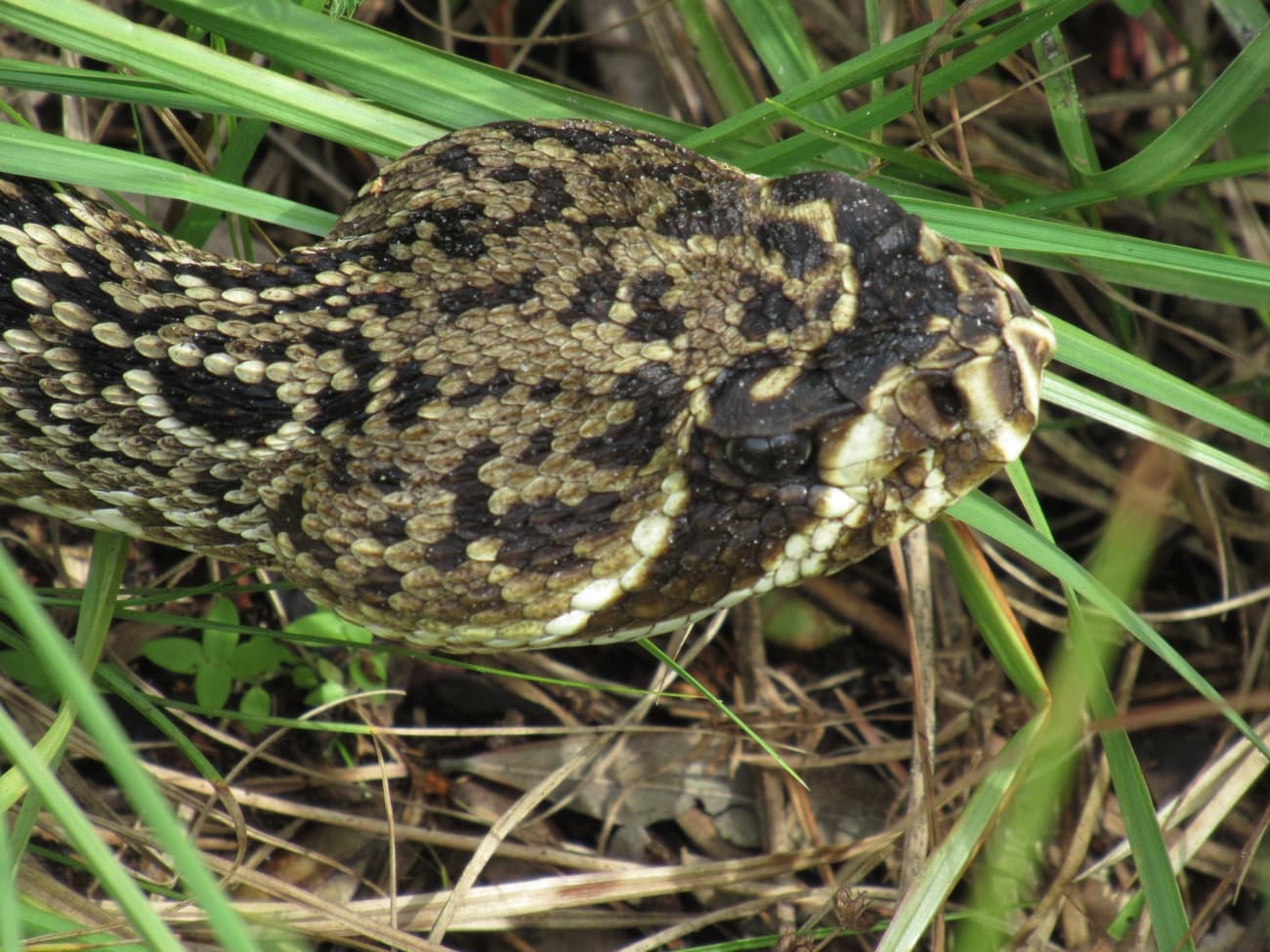 Eastern Diamondback Rattlesnake