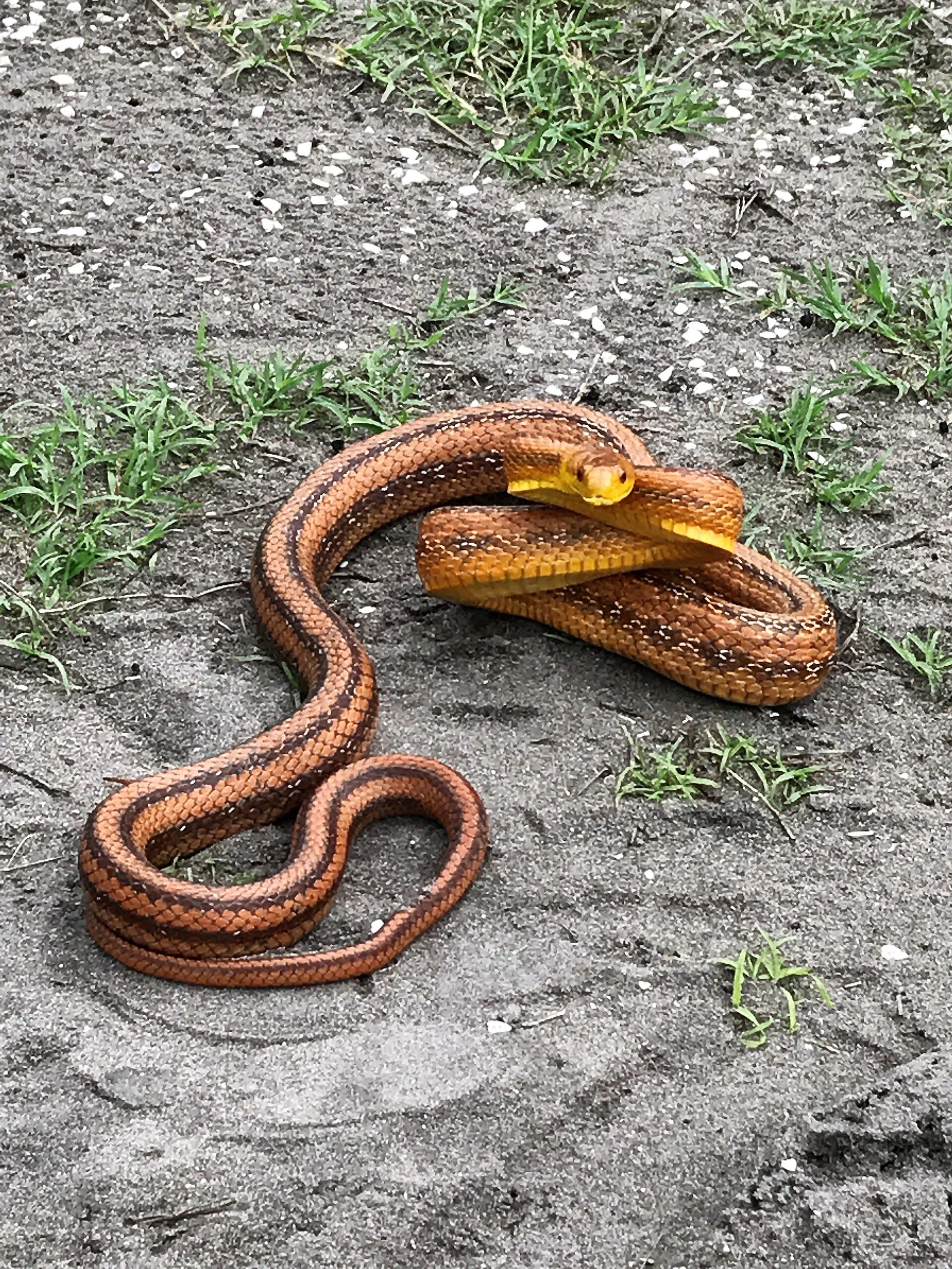 Eastern Rat Snake