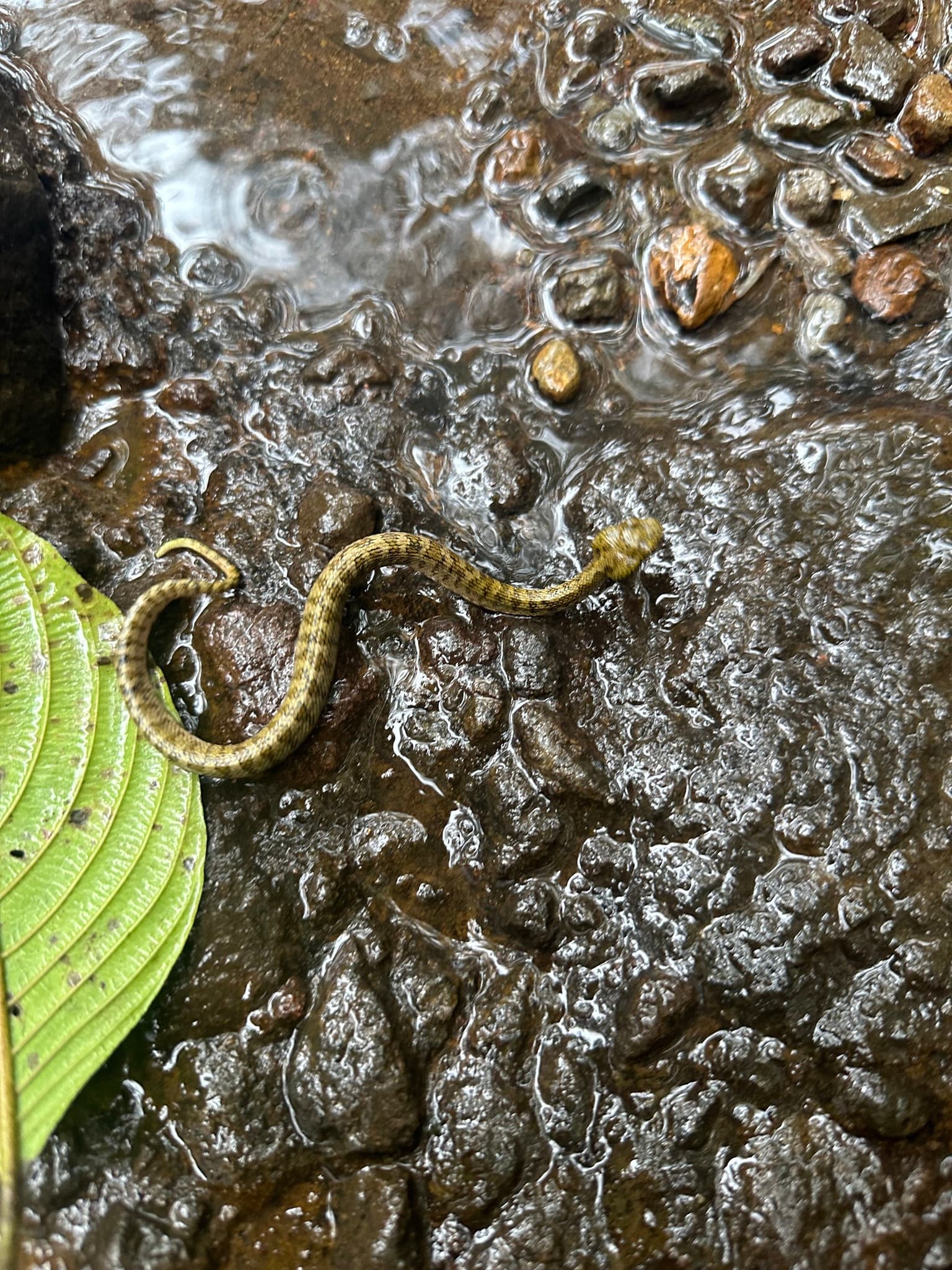 Eyelash Viper