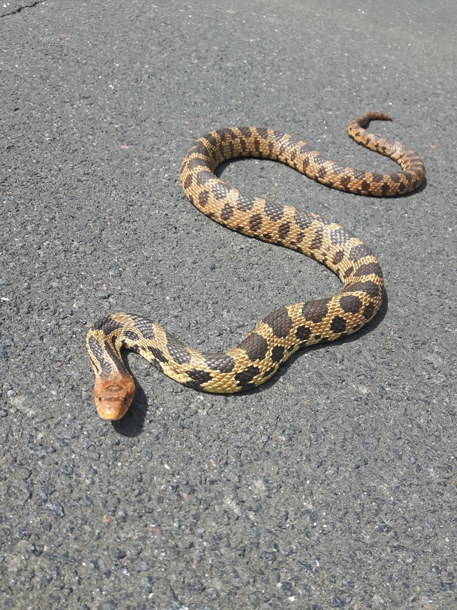 Fox Snakes