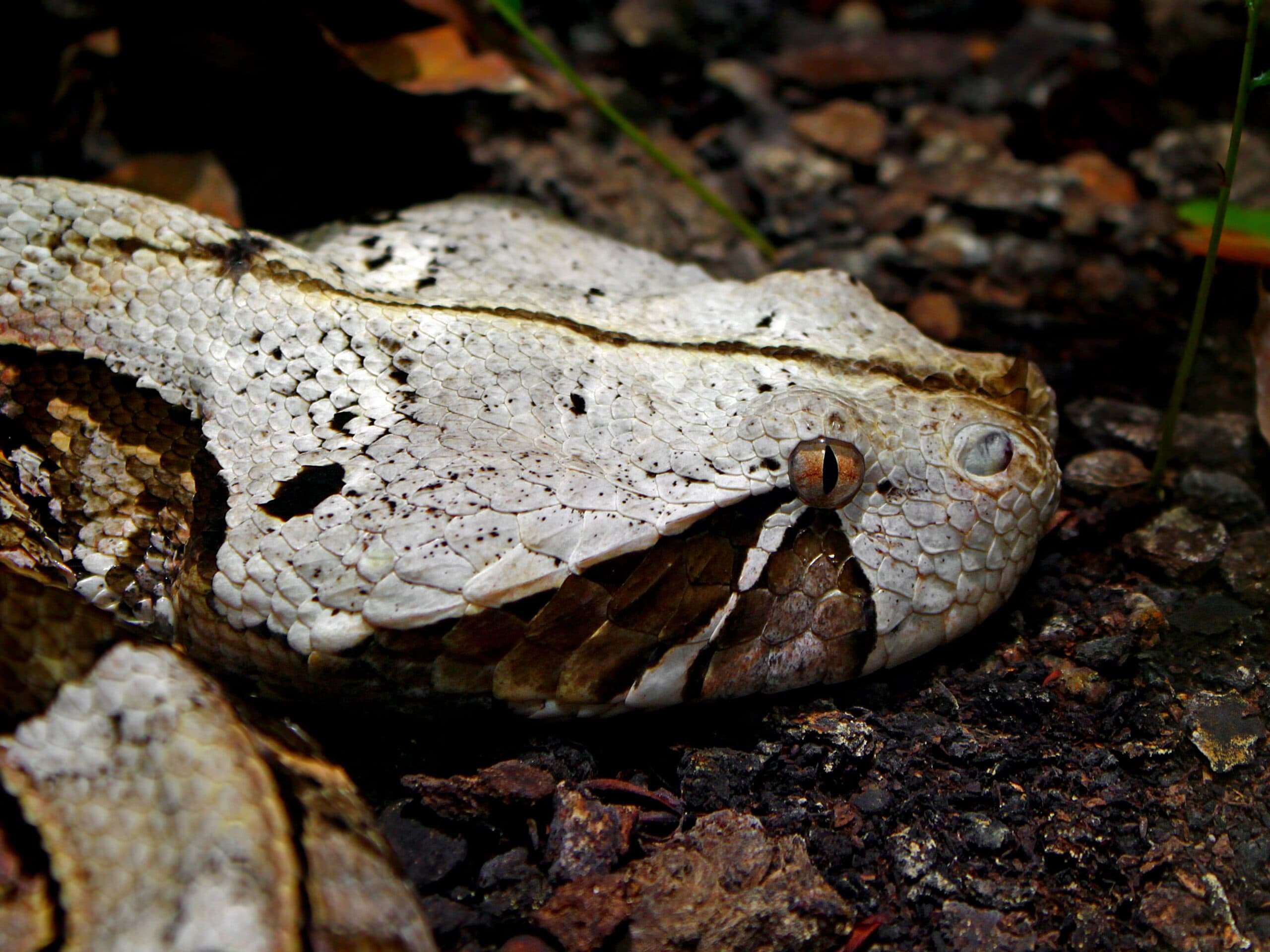 Gaboon Viper